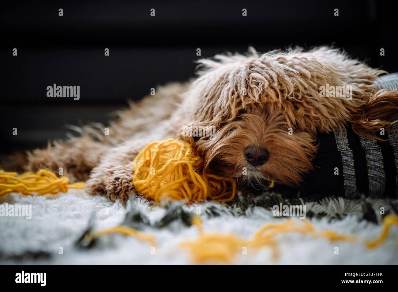 A goldendoodle puppy is caught playing with a ball of yarn. Stock Photo