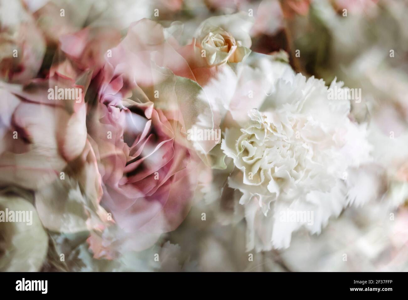 Abstract view of cut roses and other pink and white flowers Stock Photo ...