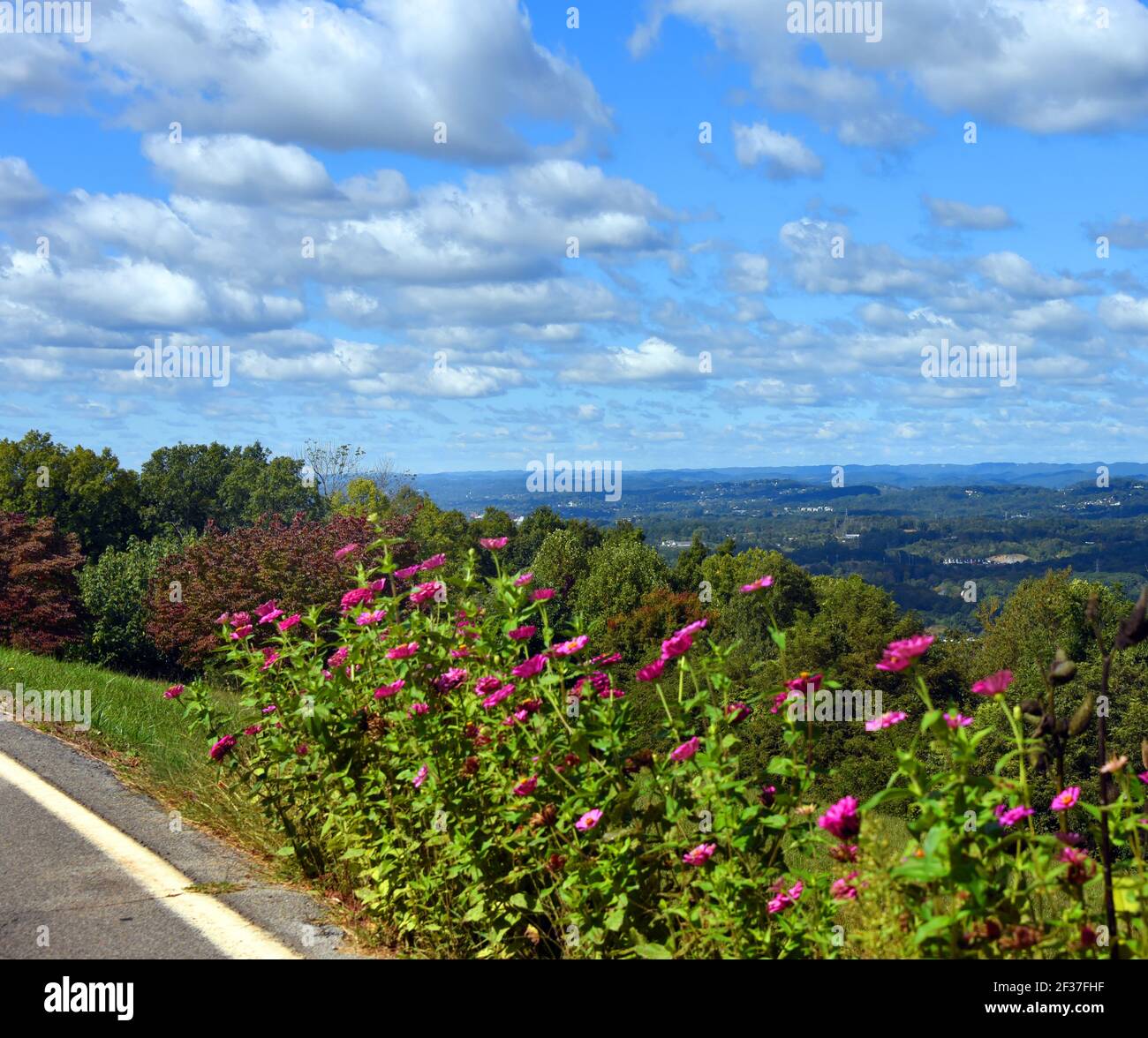 Mountain road opens up to show view of Kingsport, Tennessee in valley below.  Zineas bloom in brilliant pink besides the road. Stock Photo
