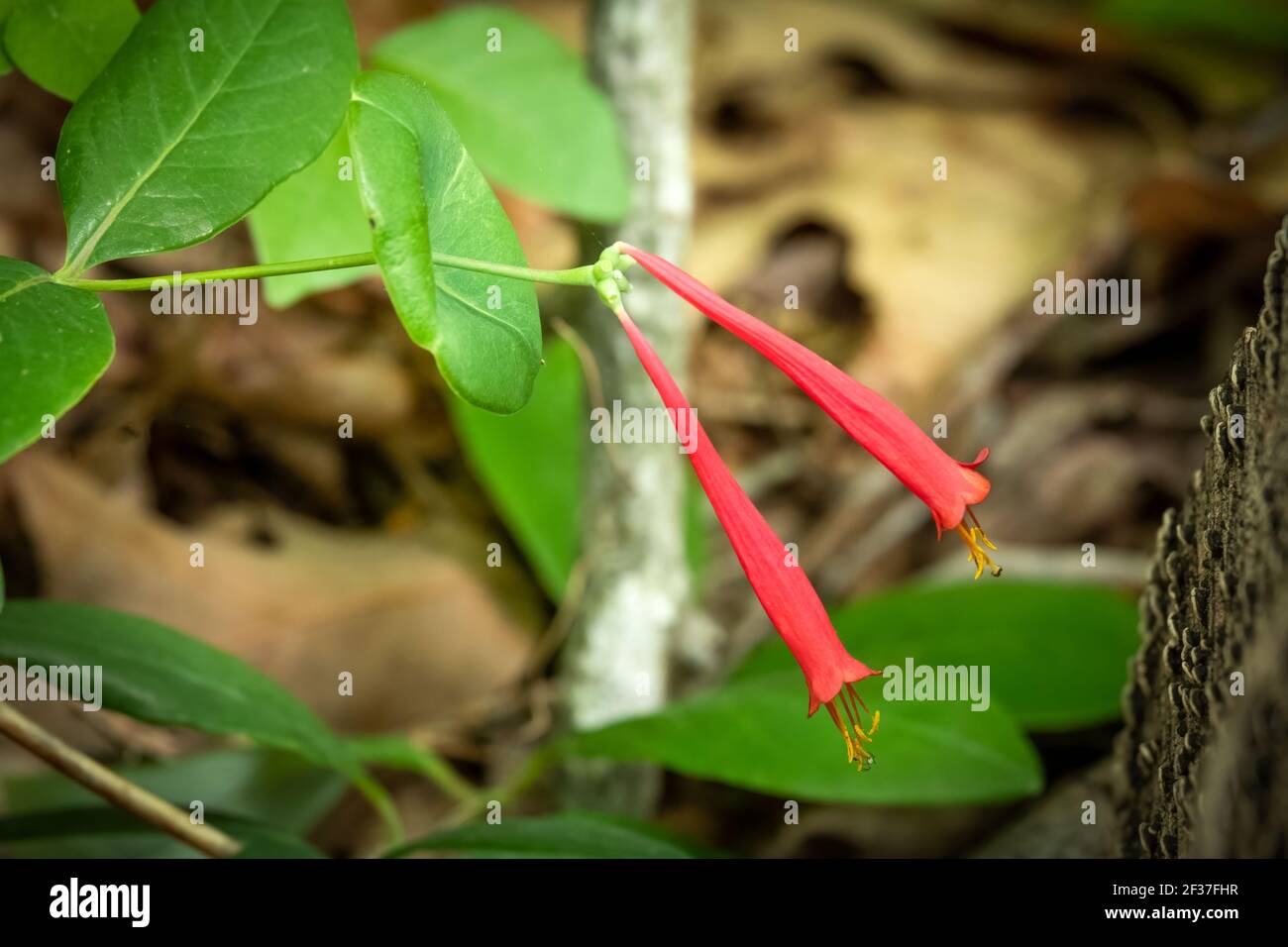 Blooms of a native Coral Honeysuckle (Lonicera sempervirens). Raleigh