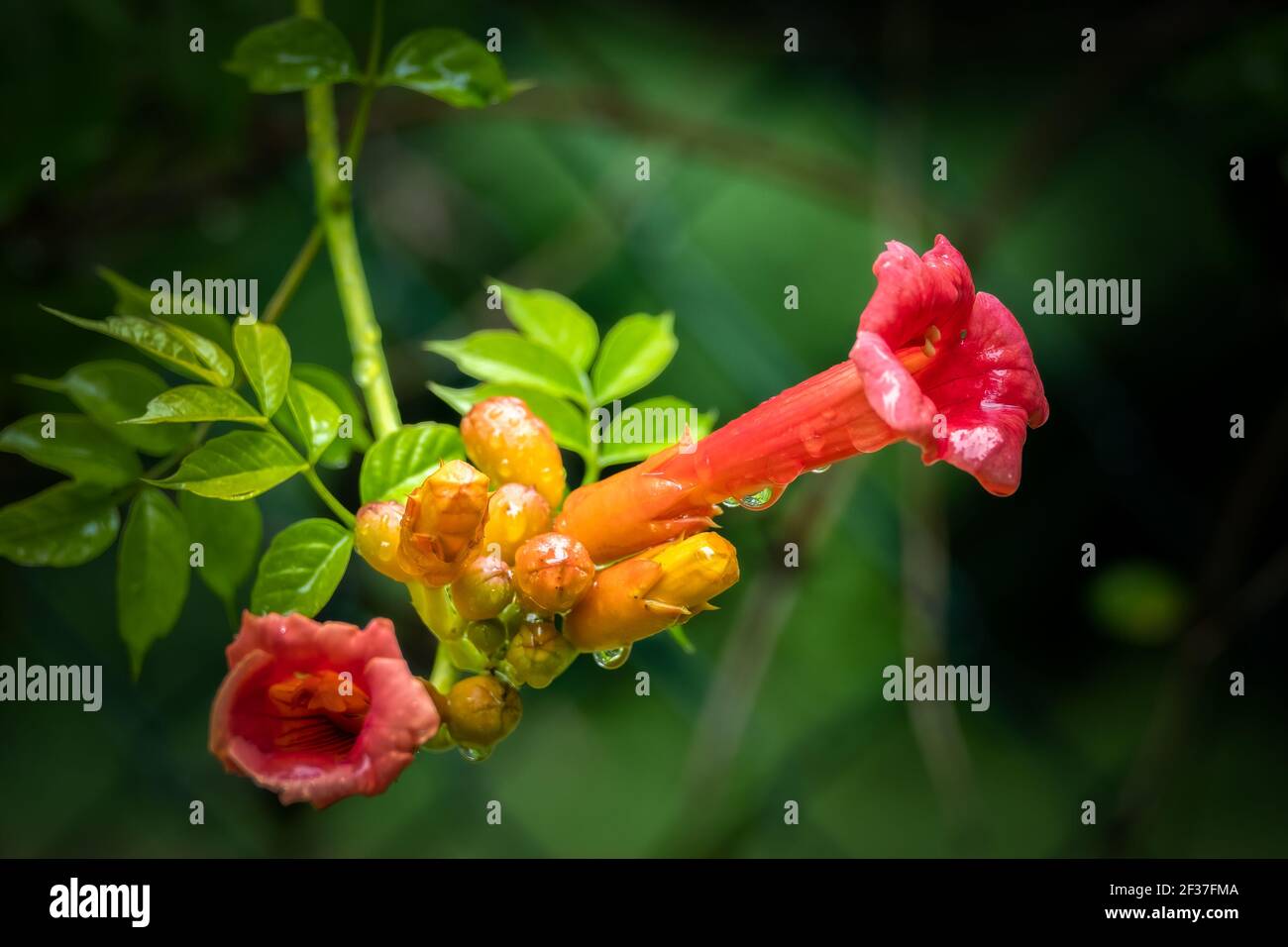 Blooms of a Trumpet Vine (Campsis radicans) after a rain. Raleigh, North Carolina Stock Photo