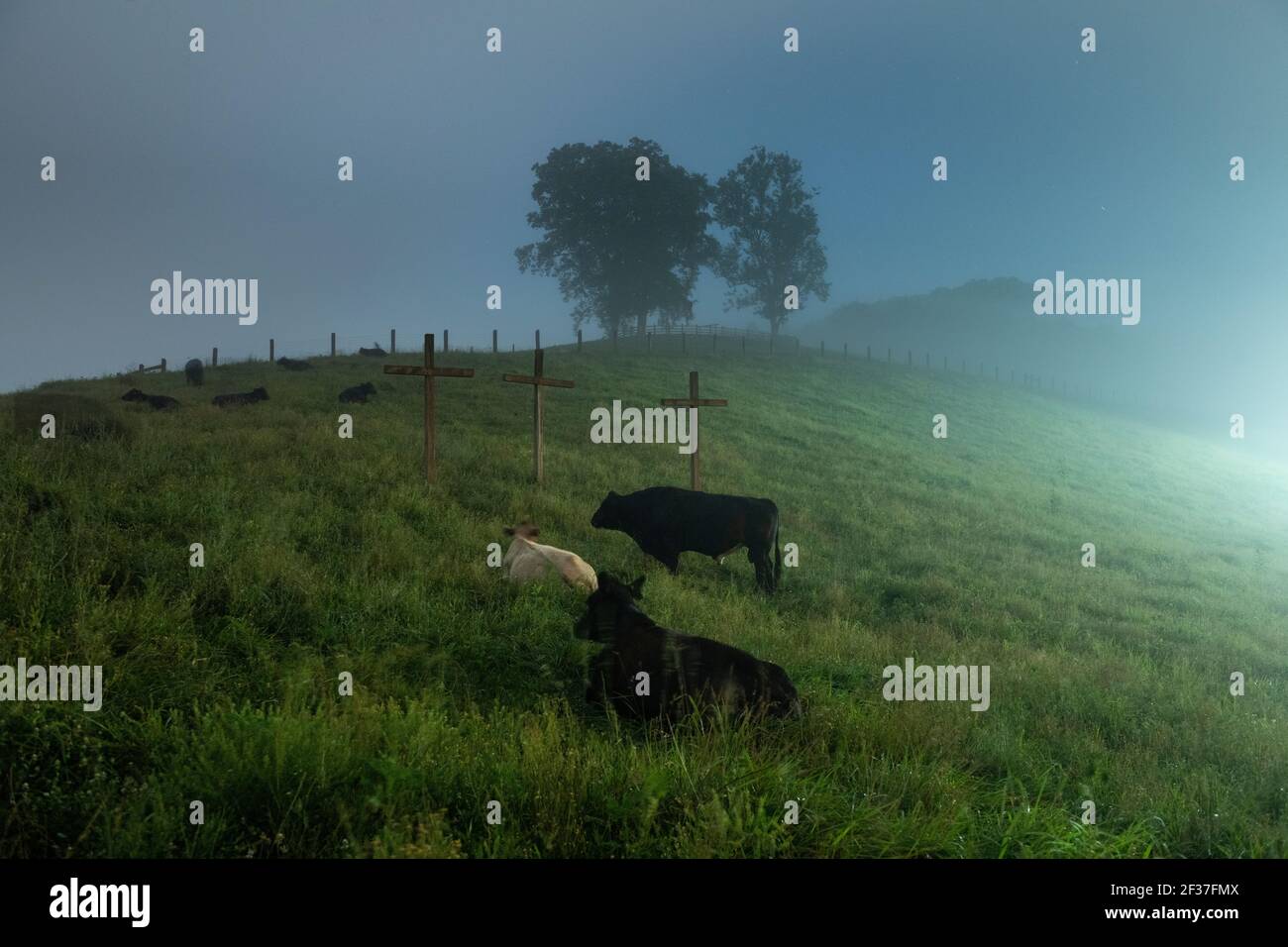 Cattle in a Foggy Field Amongst Crucifxes Stock Photo