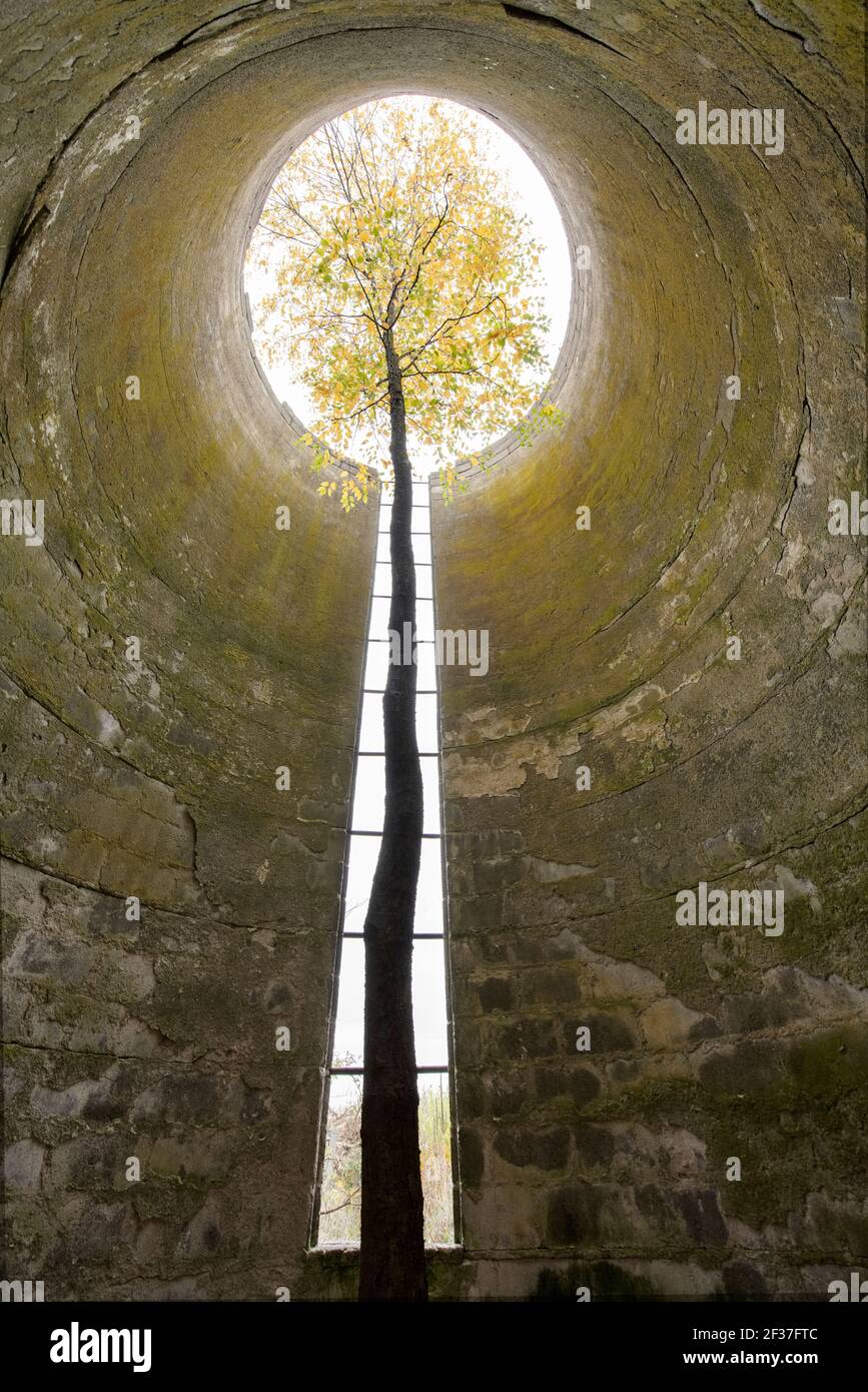 A Tree Grows Up Through a Tall Abandoned Silo Stock Photo