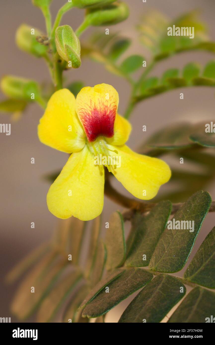 Close up of a Caesalpinia echinata flower, a endemic species of the Atlantic Forest. It is commonly known as brazilwood, the national tree of Brazil. Stock Photo
