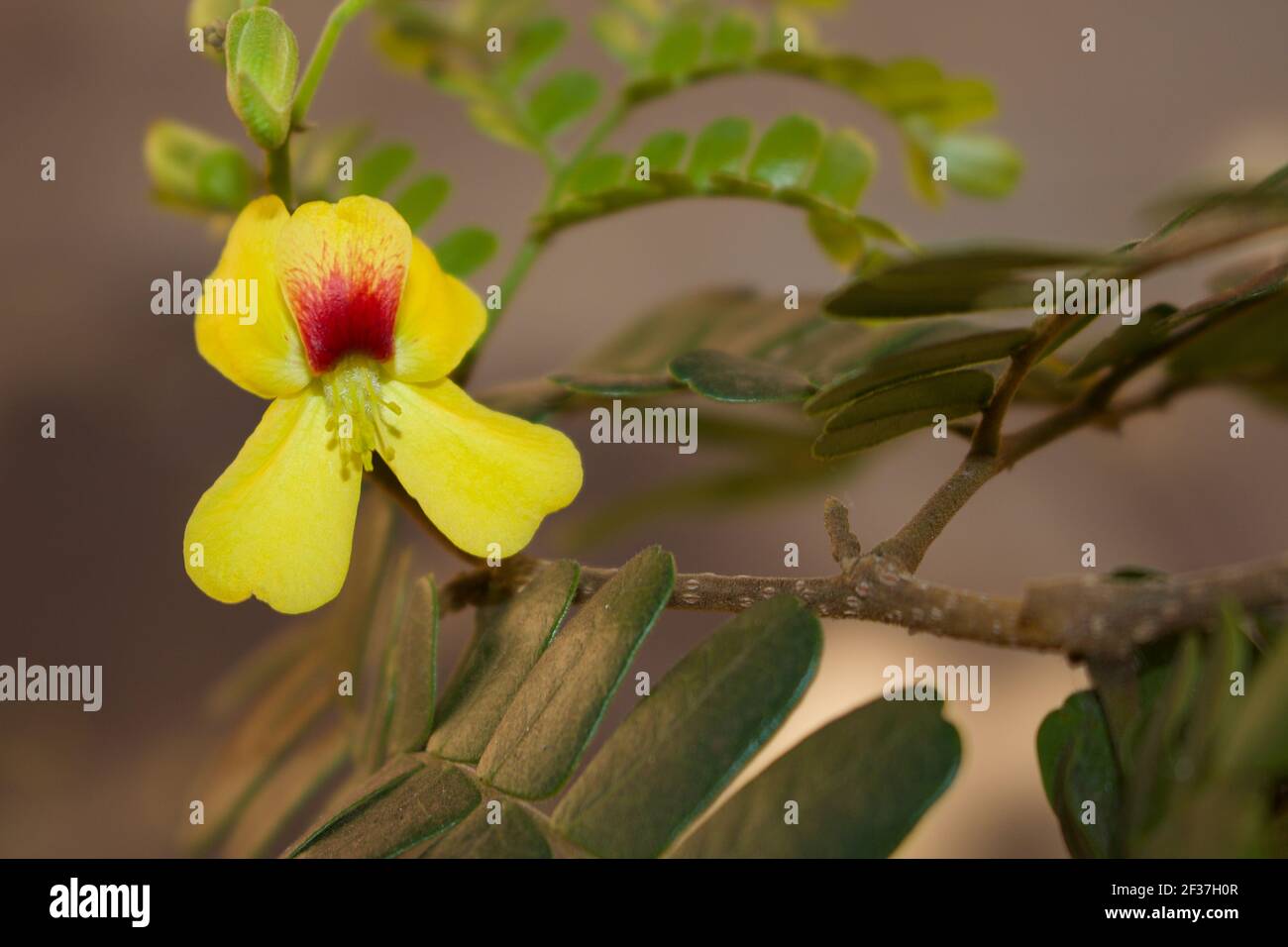 Close up of a Caesalpinia echinata flower, a endemic species of the Atlantic Forest. It is commonly known as brazilwood, the national tree of Brazil. Stock Photo