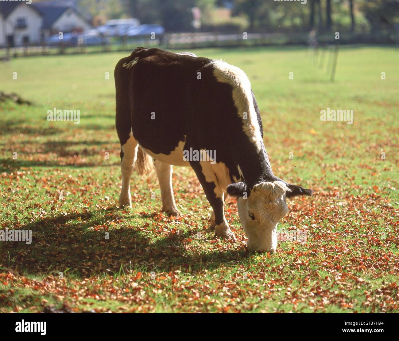 Calf grazing in field, Swan Green, New Forest National Park, Hampshire, England, United Kingdom Stock Photo