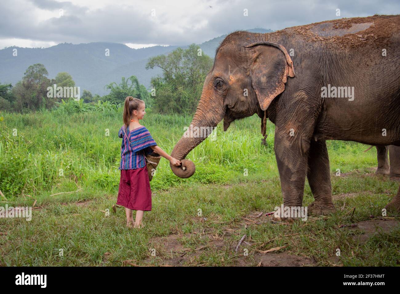 North of Chiang Mai, Thailand. A girl is feeding an elephant with sugar cane in a sanctuary for old elephants. Stock Photo