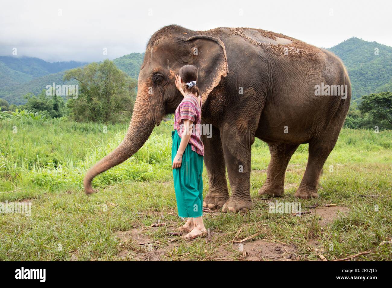 North of Chiang Mai, Thailand. A girl is stroking an elephant in a sanctuary for old elephants. Stock Photo