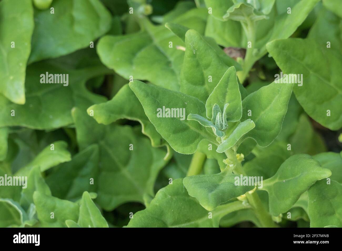 plants Warrigal greens  or tetragonia tetragonioides close up outdoors Stock Photo