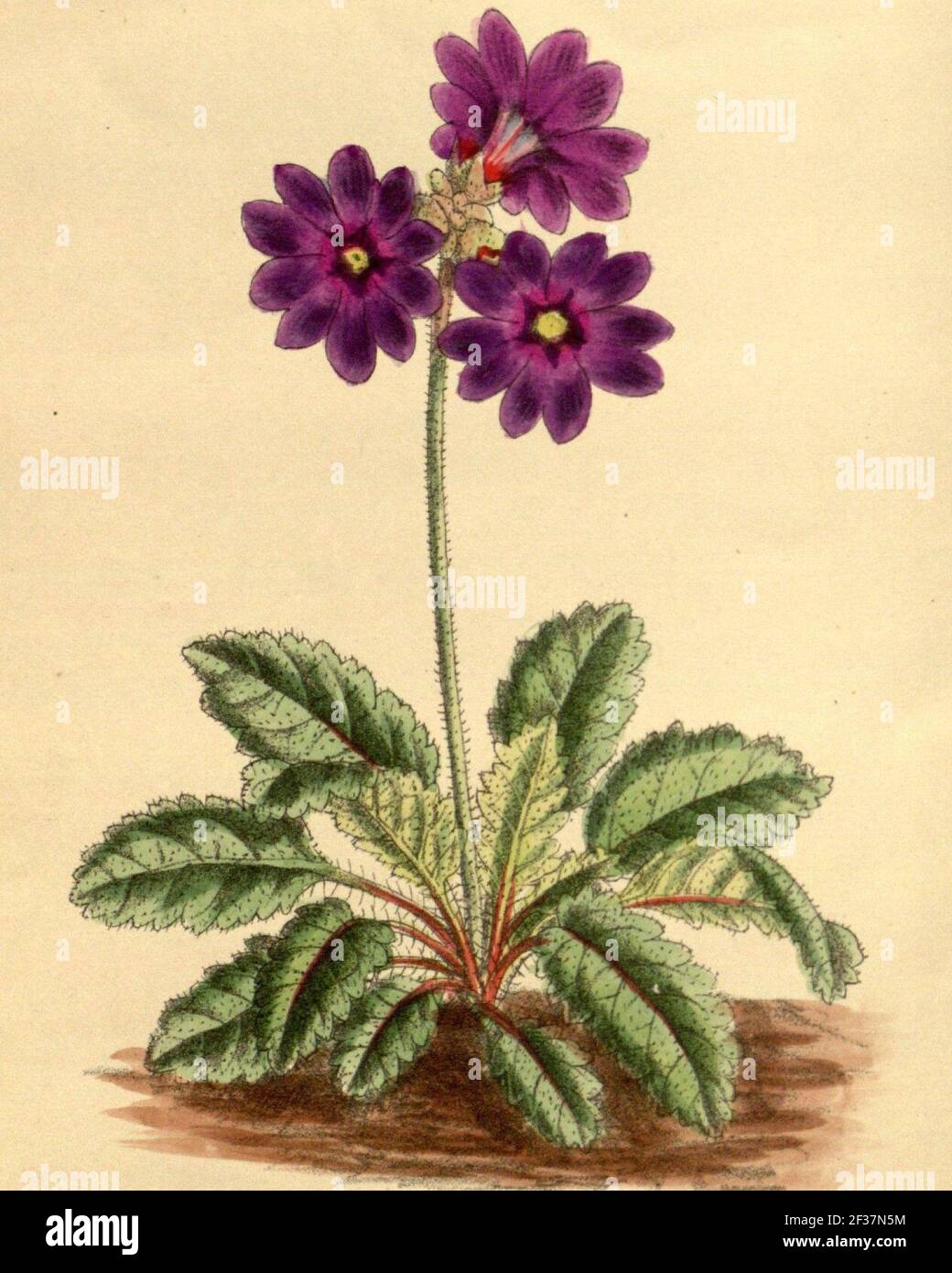 Primula chasmophila 145-8791 (cropped). Stock Photo