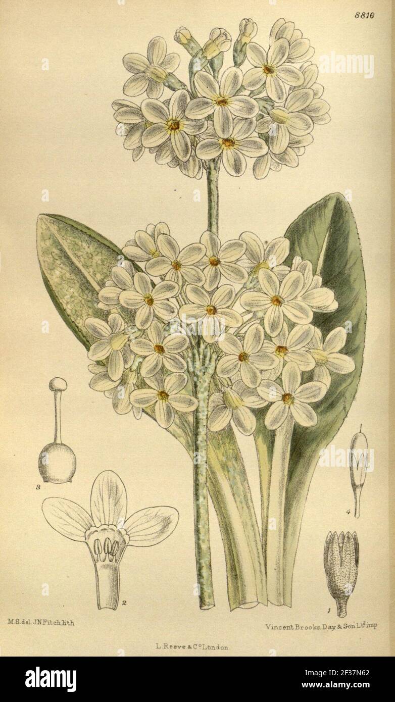 Primula chionantha 145-8816. Stock Photo