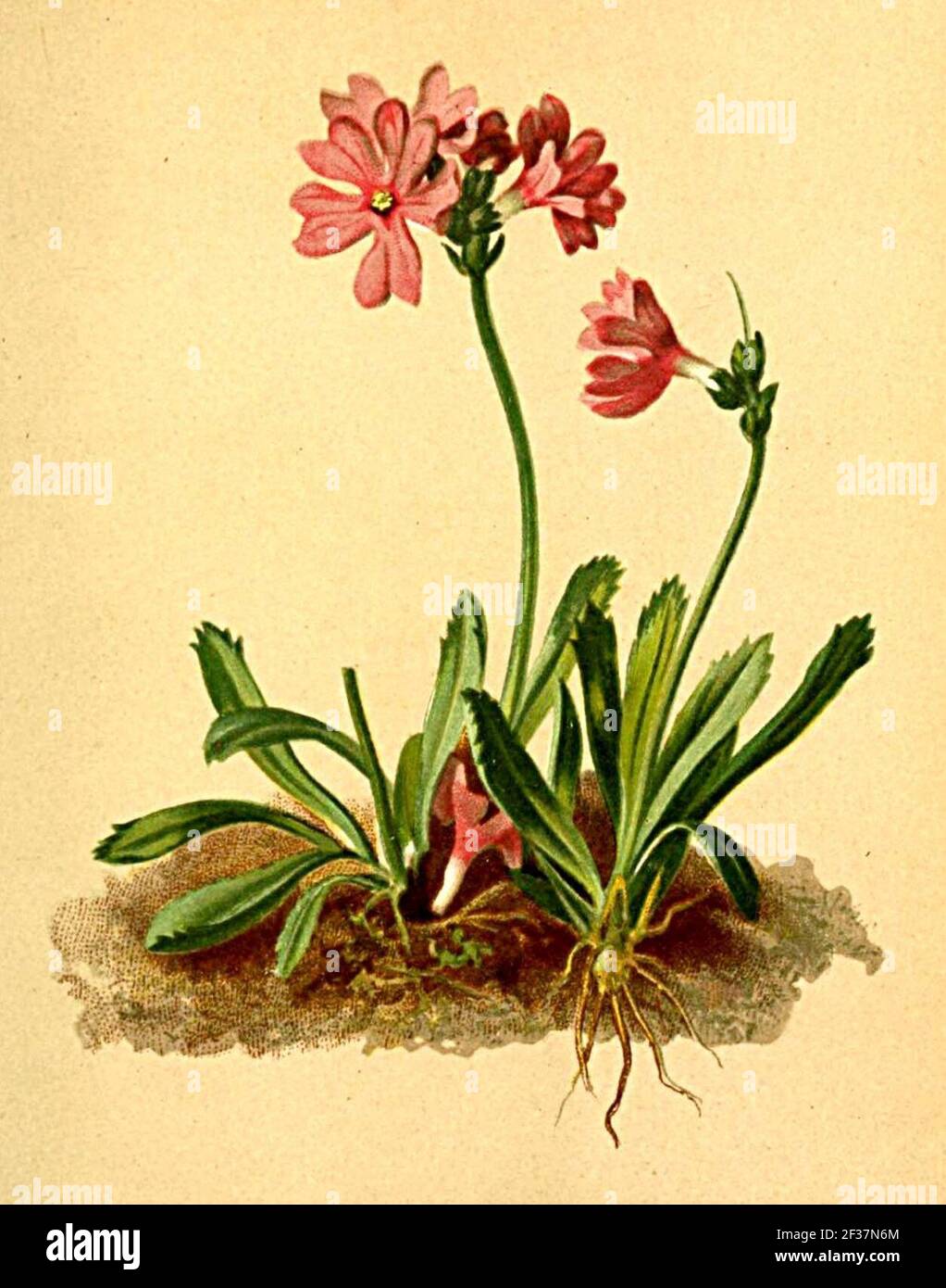 Primula glutinosa Atlas Alpenflora. Stock Photo