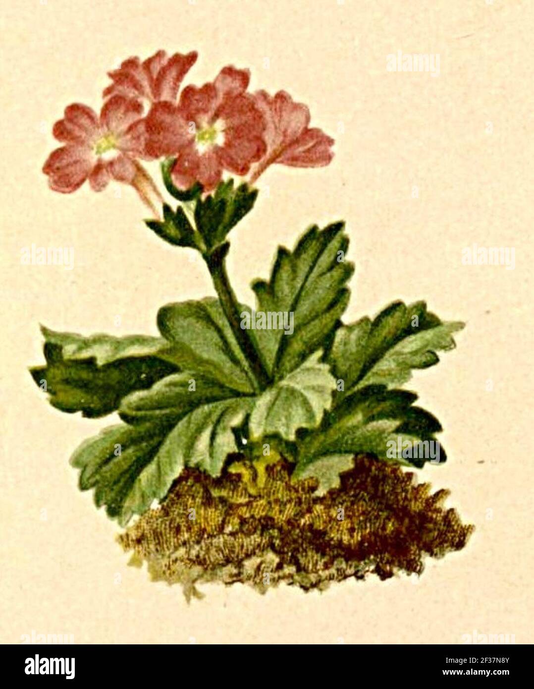 Primula viscosa Atlas Alpenflora. Stock Photo