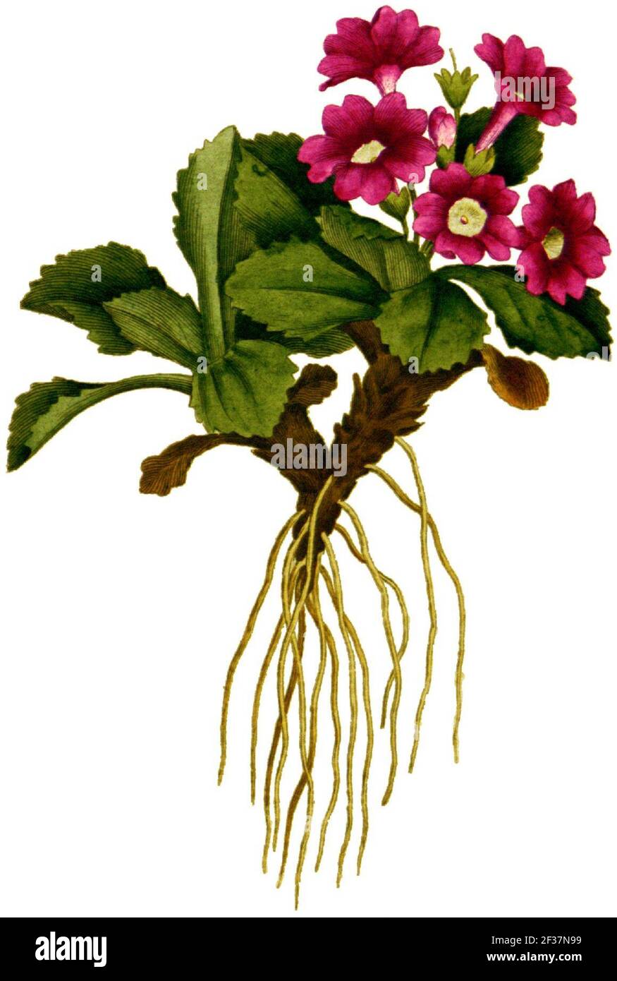 Primula villosa-1797. Stock Photo