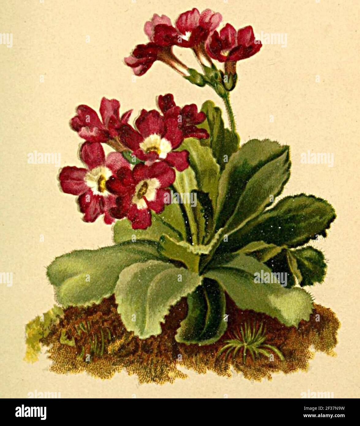 Primula villosa Atlas Alpenflora. Stock Photo