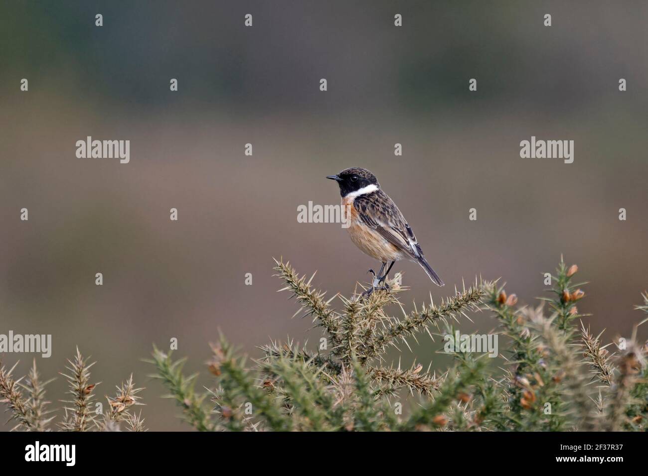 Bto ring hi-res stock photography and images - Alamy