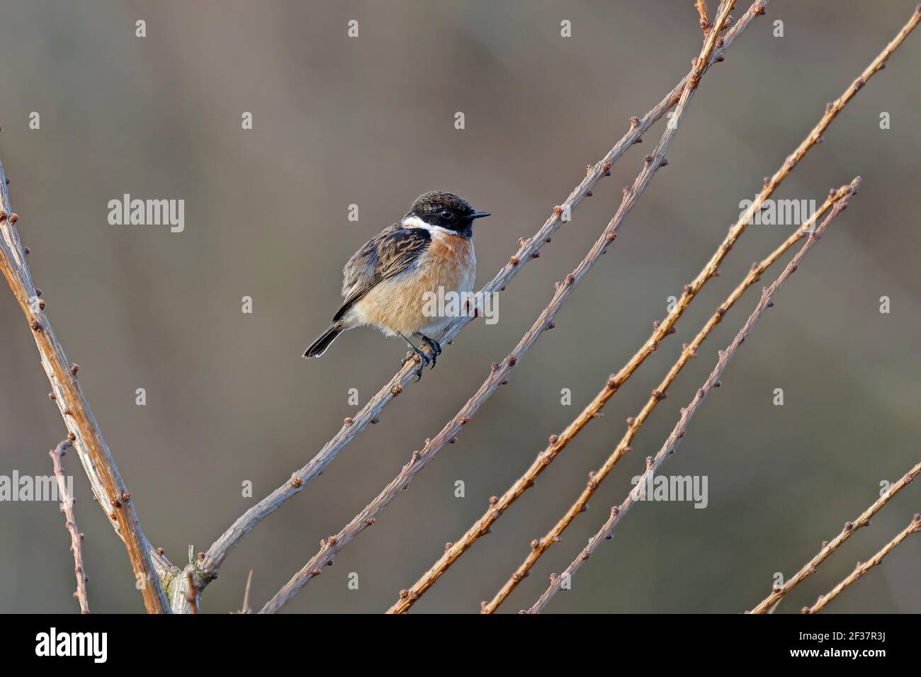Bto ring hi-res stock photography and images - Alamy