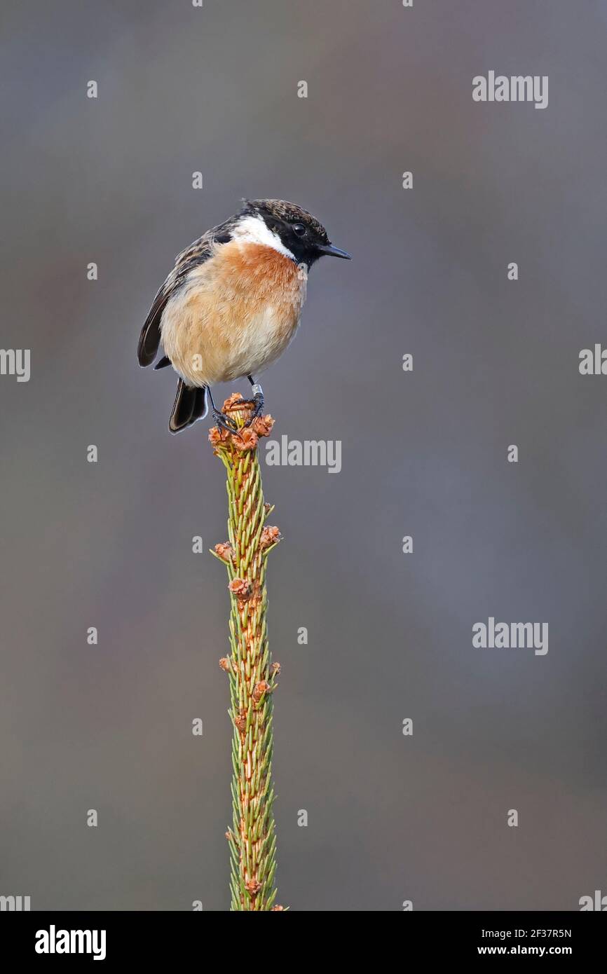 Bto ring hi-res stock photography and images - Alamy