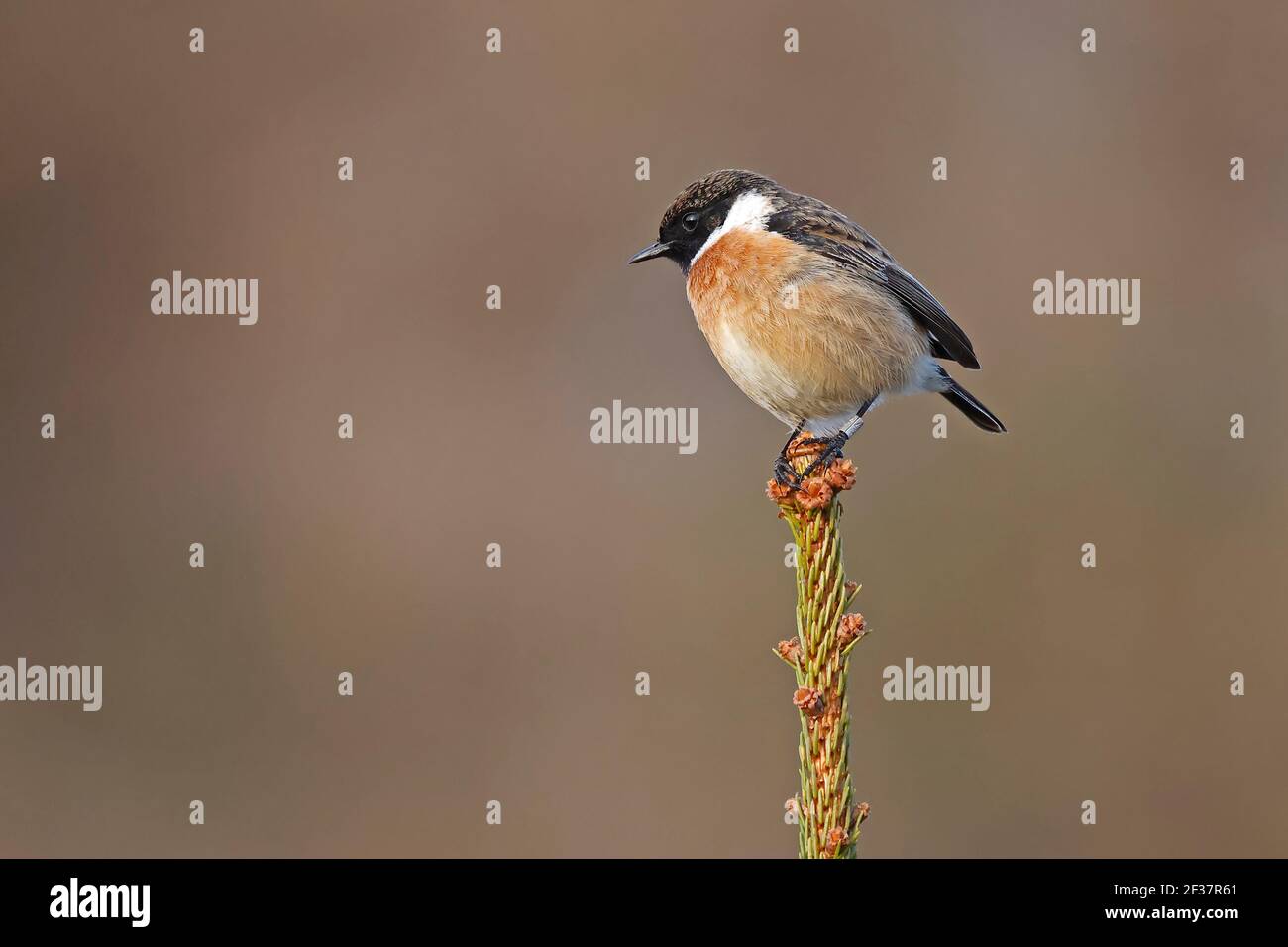 Male Stonechat on top of a conifer with BTO ring Forest of Dean UK ...