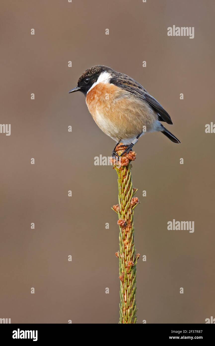 Male Stonechat on top of a conifer with BTO ring Forest of Dean UK ...