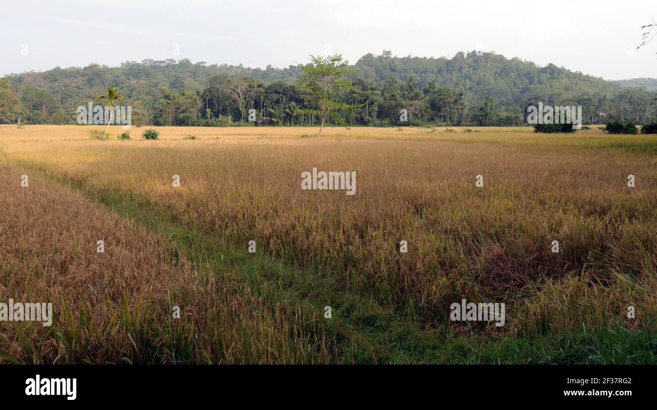 Beautiful landscape view of paddy field and lot of trees with the mountain in sri lanka Stock Photo