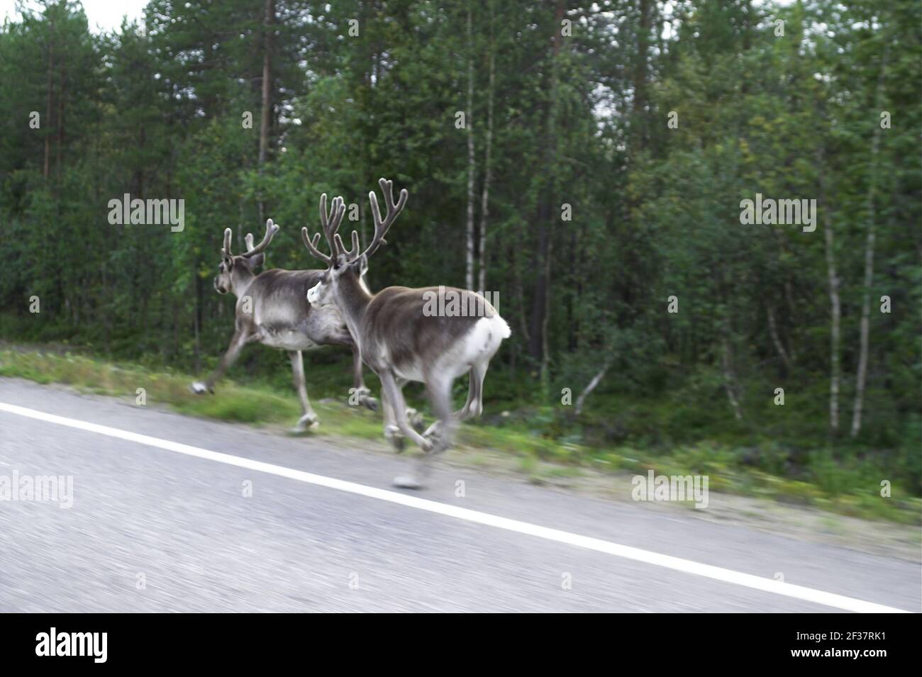 Finland, Finnland; Running reindeer against the background of the forest. Laufen Rentier vor dem Hintergrund des Waldes. Biegnące renifery; 奔跑的馴鹿。 Stock Photo