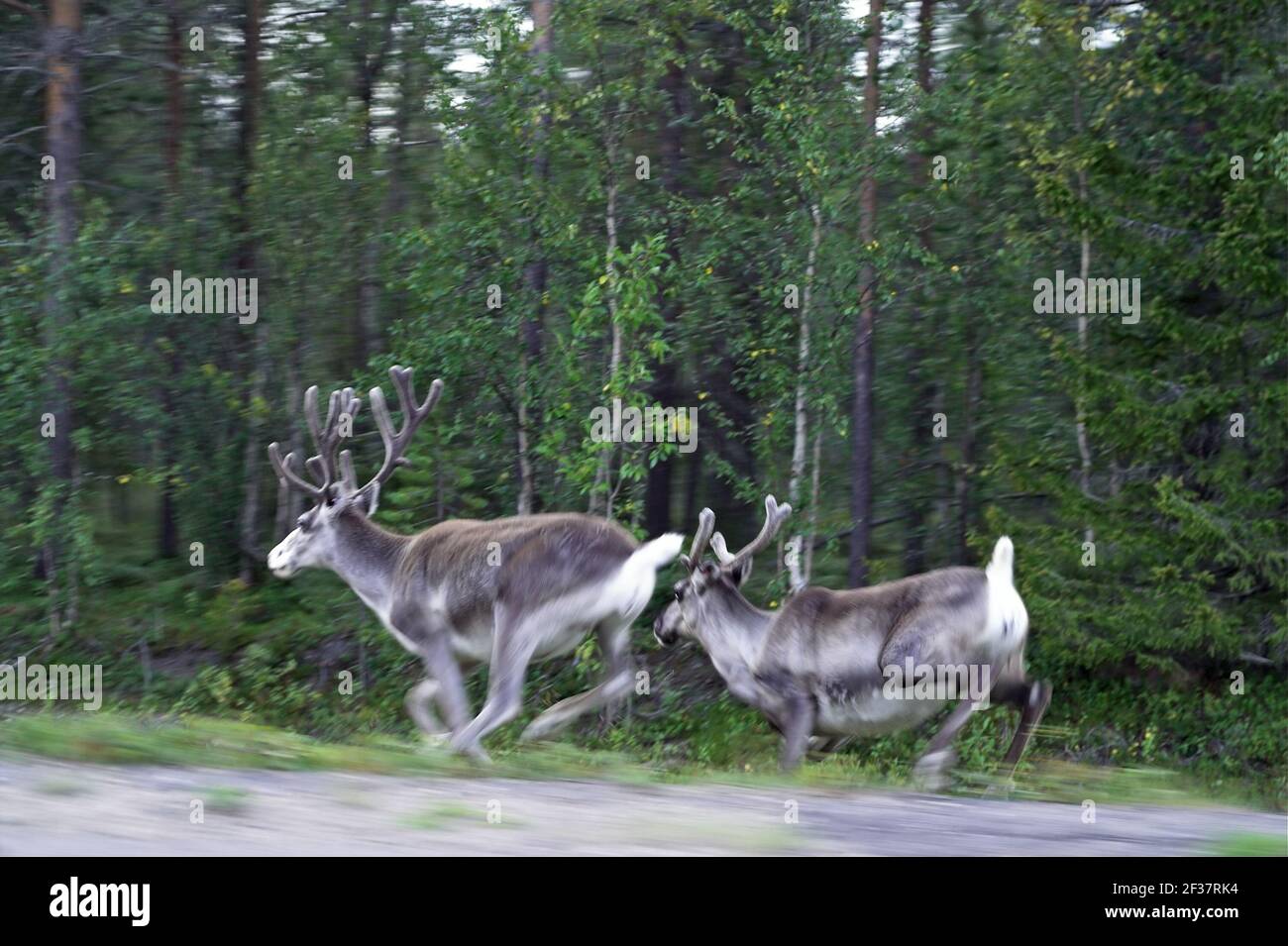 Finland, Finnland; Running reindeer against the background of the forest. Laufen Rentier vor dem Hintergrund des Waldes. Biegnące renifery; 奔跑的馴鹿。 Stock Photo