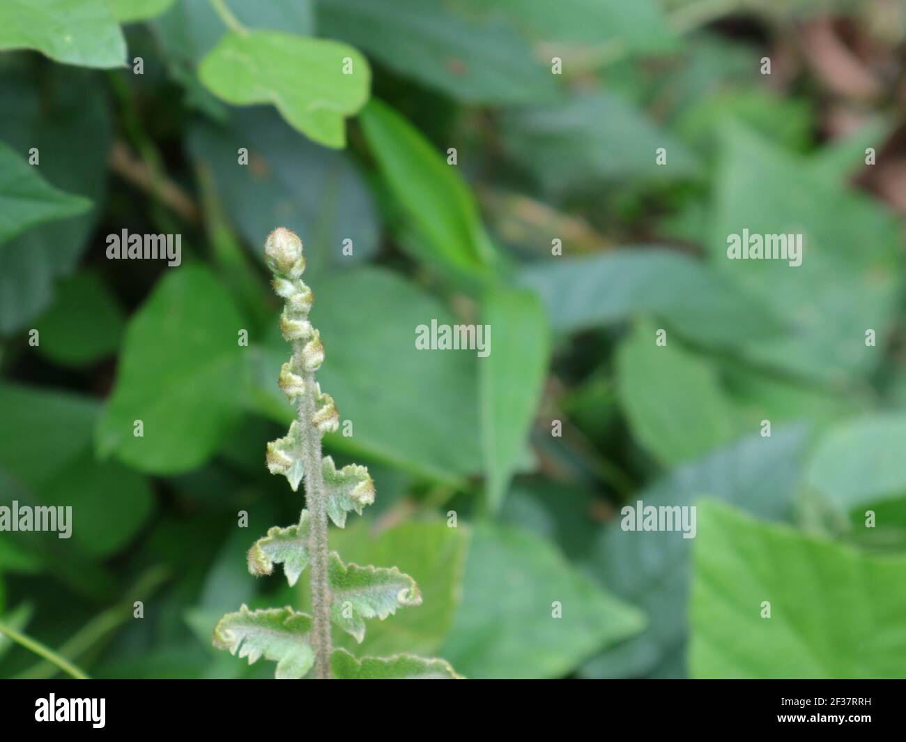 Selective focus on tip of a hairy frond Stock Photo