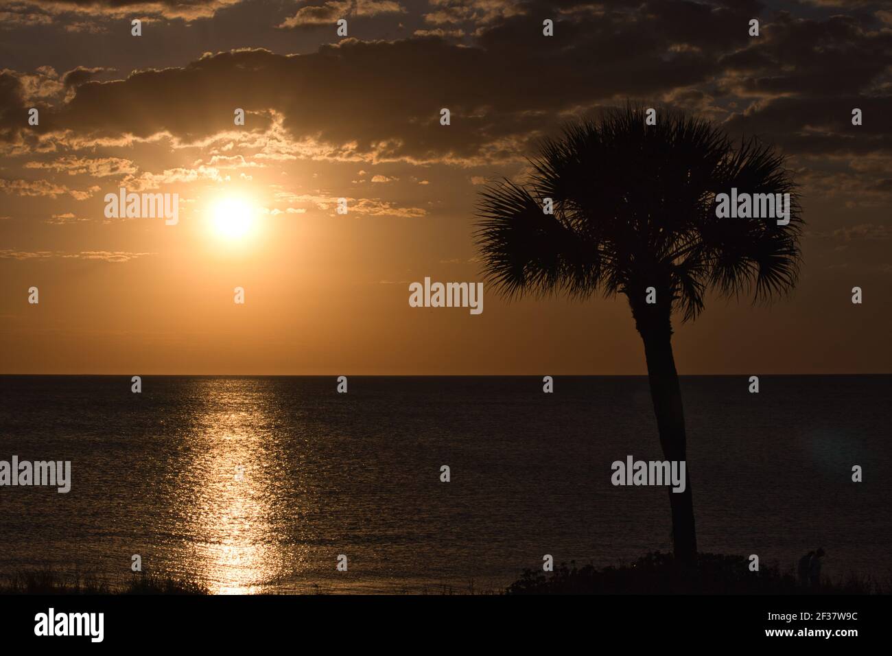One palm tree beside the ocean at sunset Stock Photo - Alamy