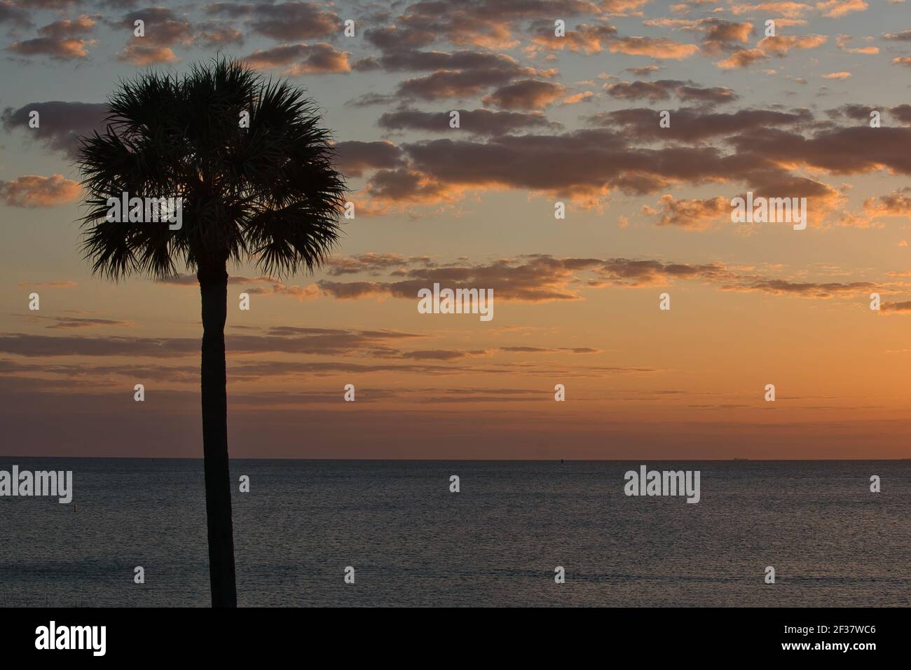 One palm tree by the ocean against a beautiful sunset Stock Photo - Alamy