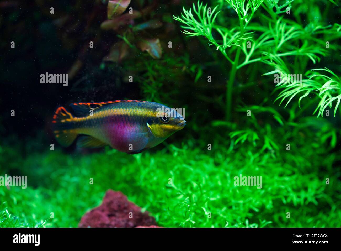 dwarf cichlid, kribensis, Pelvicachromis pulcher Stock Photo