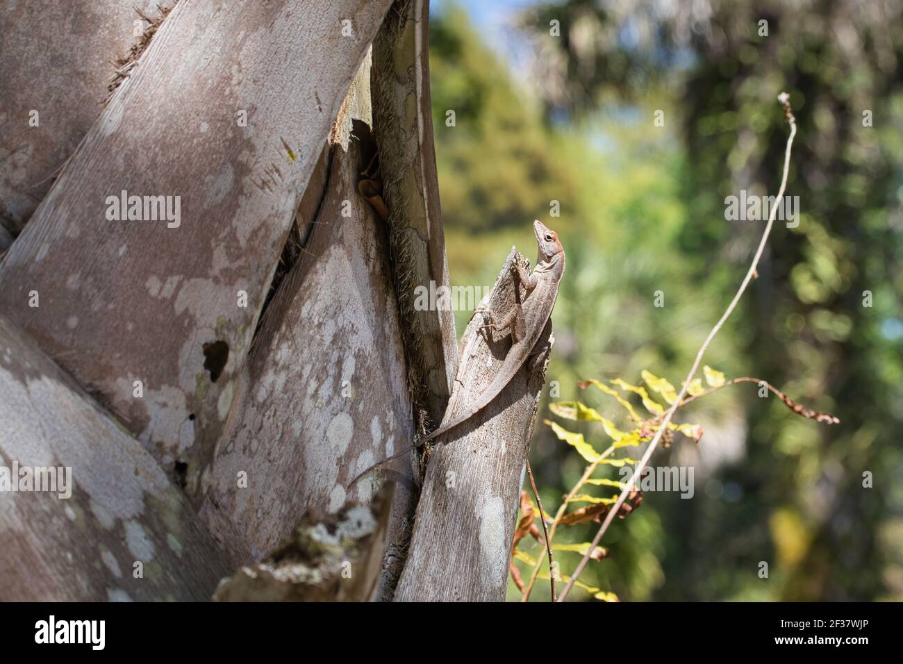 Brown anole lizard basking in the sun on the trunk of a palm tree. Stock Photo