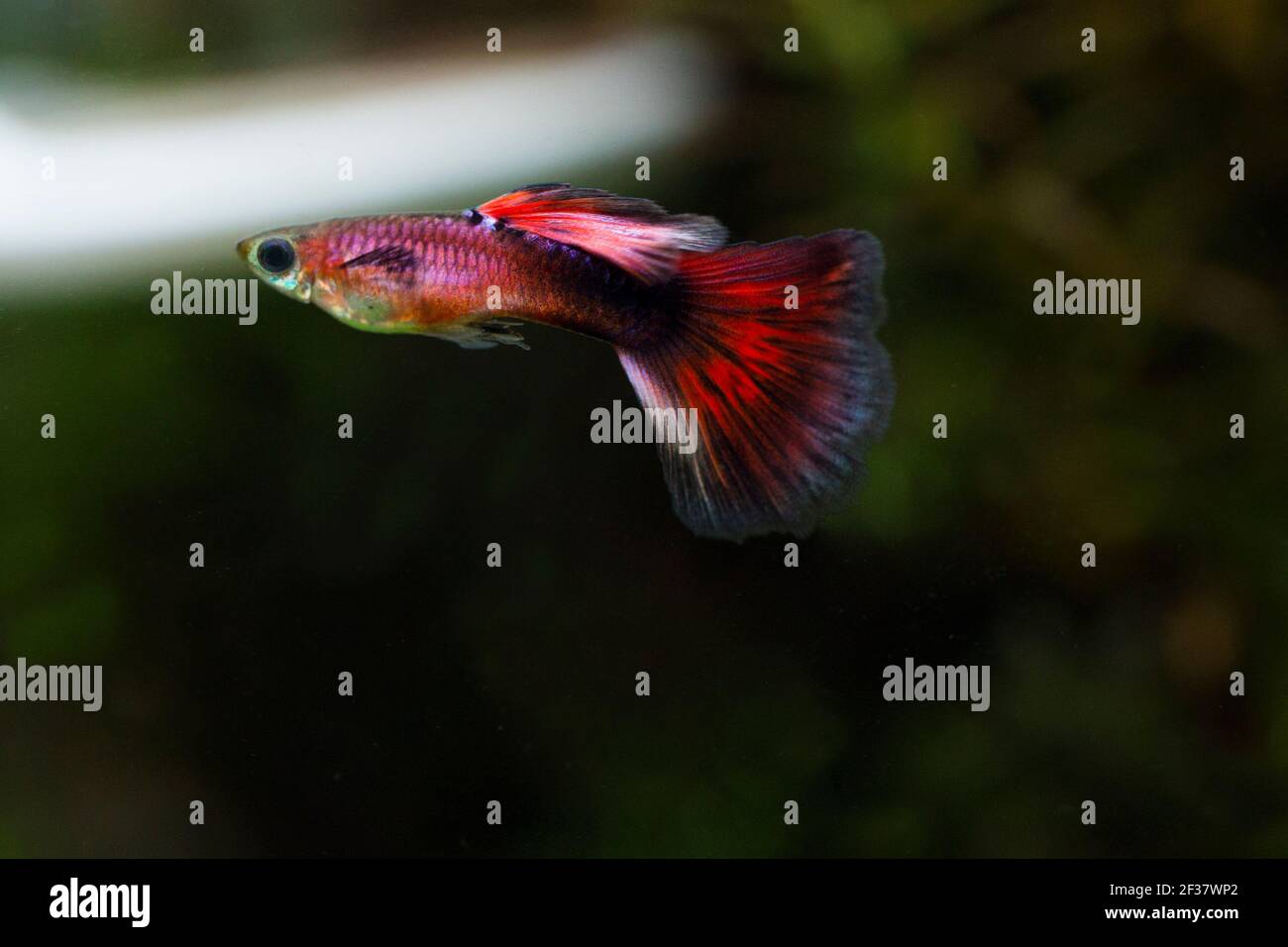 Colorful male  guppy (Poecilia reticulata) Stock Photo