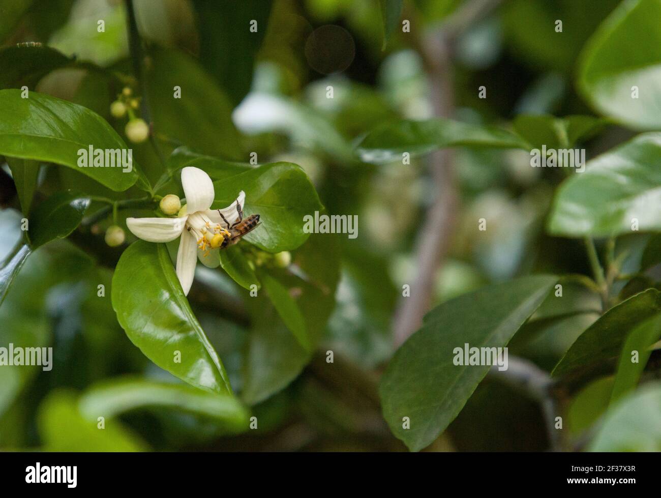 Honey bee Apis mellifera forages for pollen on a flowering grapefruit