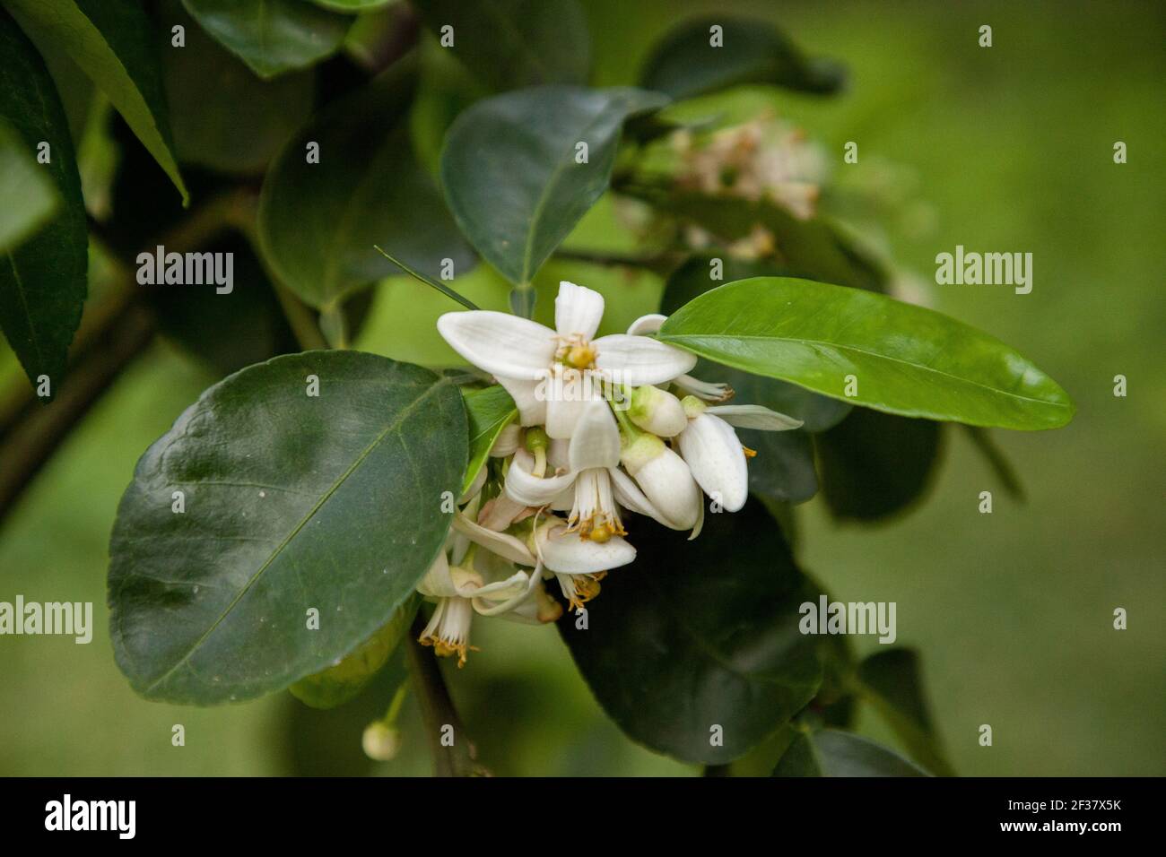 Citrus paradisi flower hires stock photography and images Alamy