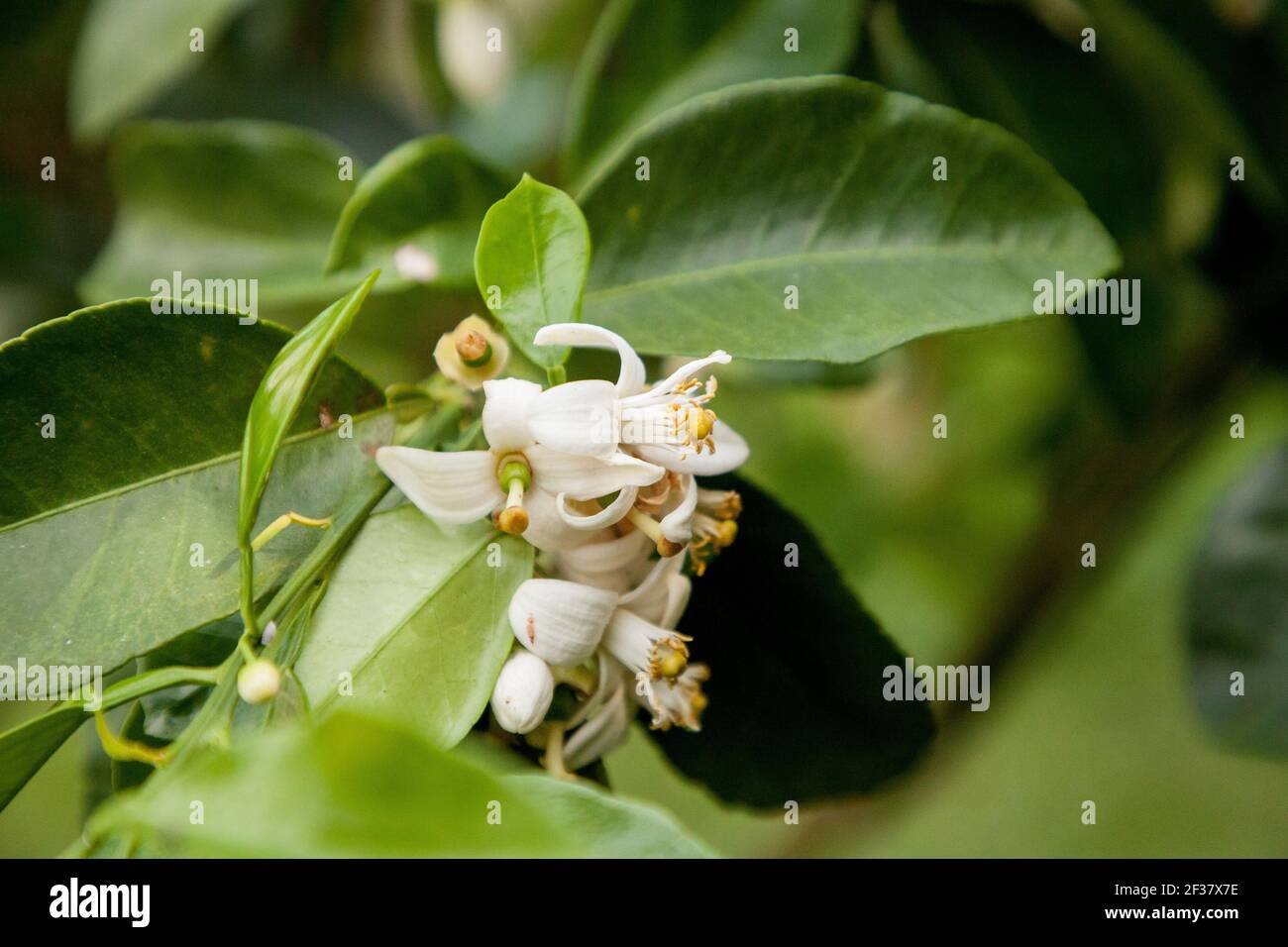 Blooming white flower on a grapefruit tree Citrus x paradisi in Naples