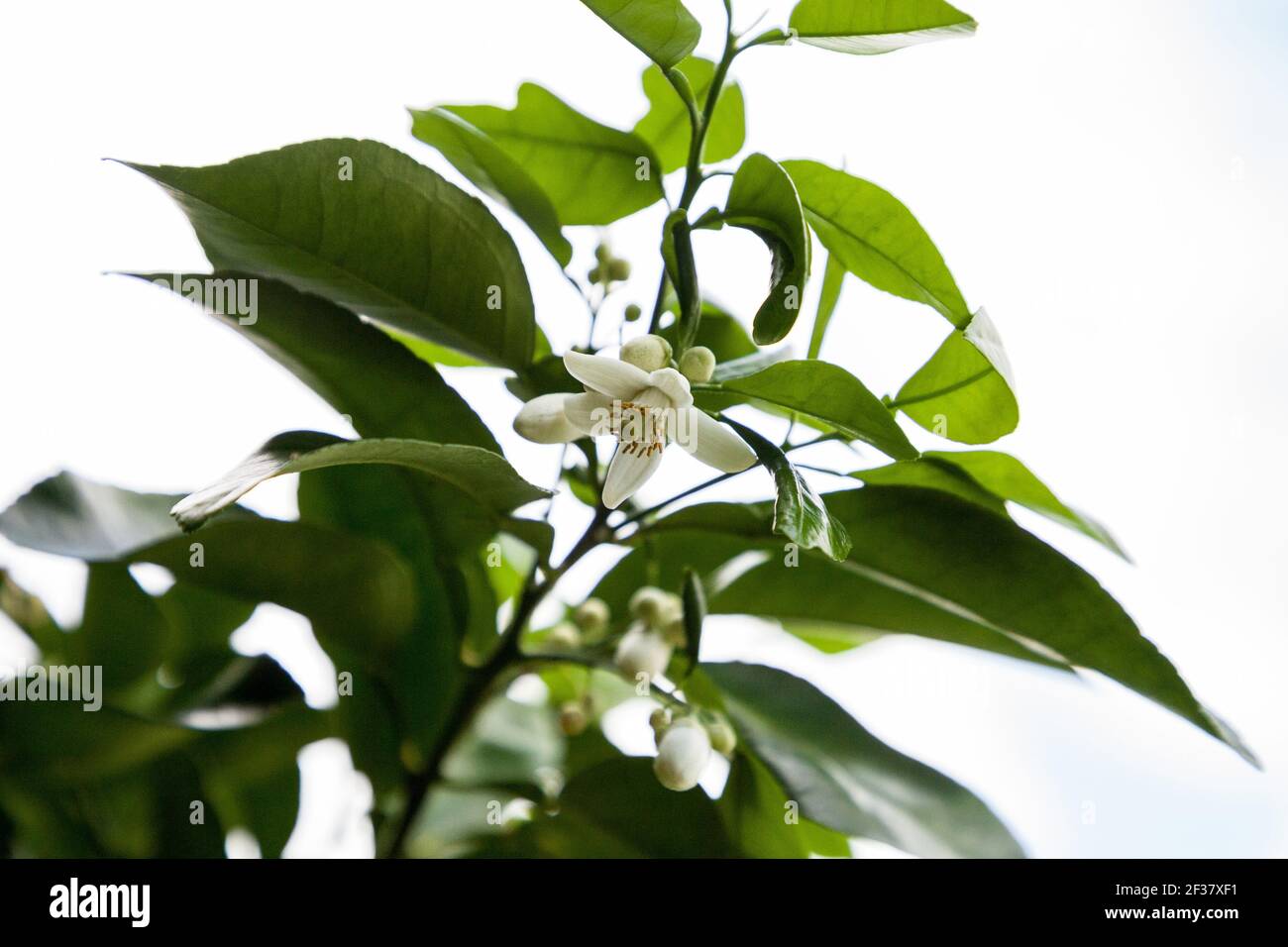 Blooming white flower on a grapefruit tree Citrus x paradisi in Naples