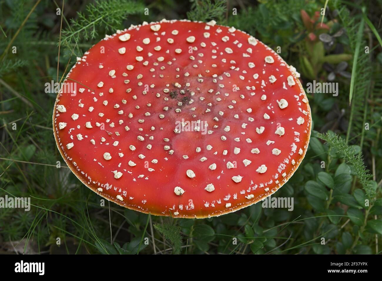 临危受命:美丽菇世界- 最终幻想XIV中文维基- 灰机wiki - 北京嘉闻杰诺网络科技有限公司, image size:1300x955