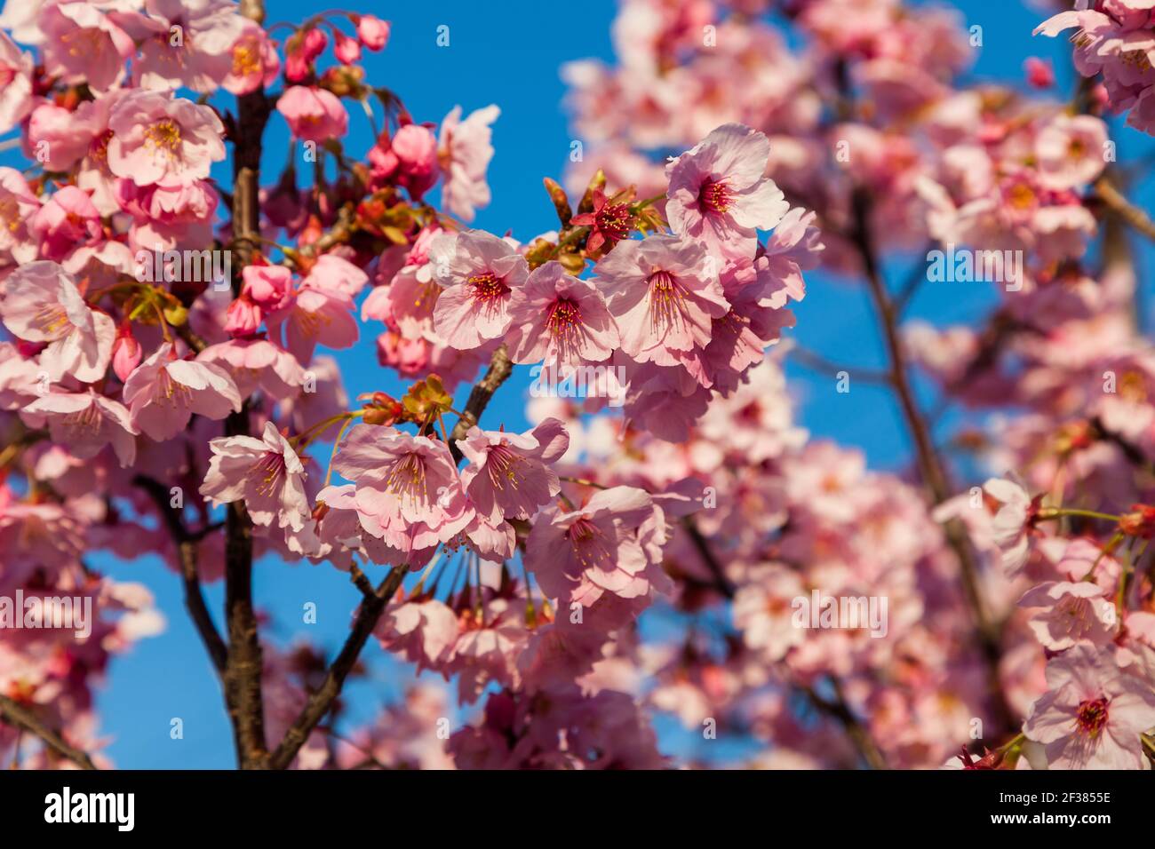 Pink blossom sakura flowers on a spring day in Japan., Beautiful ...