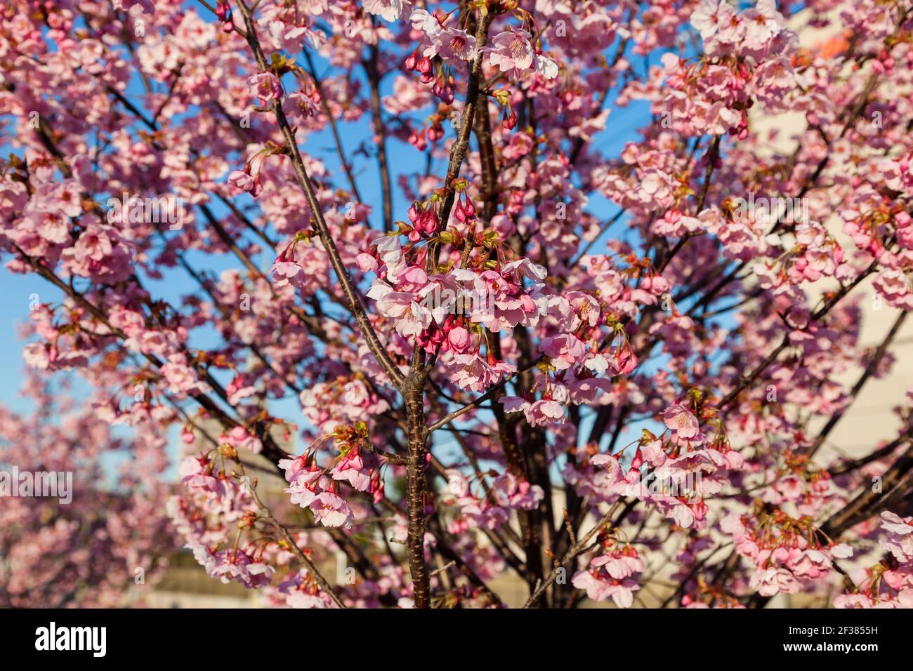 Pink blossom sakura flowers on a spring day in Japan., Beautiful ...