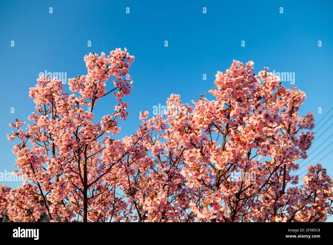 Pink blossom sakura flowers on a spring day in Japan., Beautiful ...