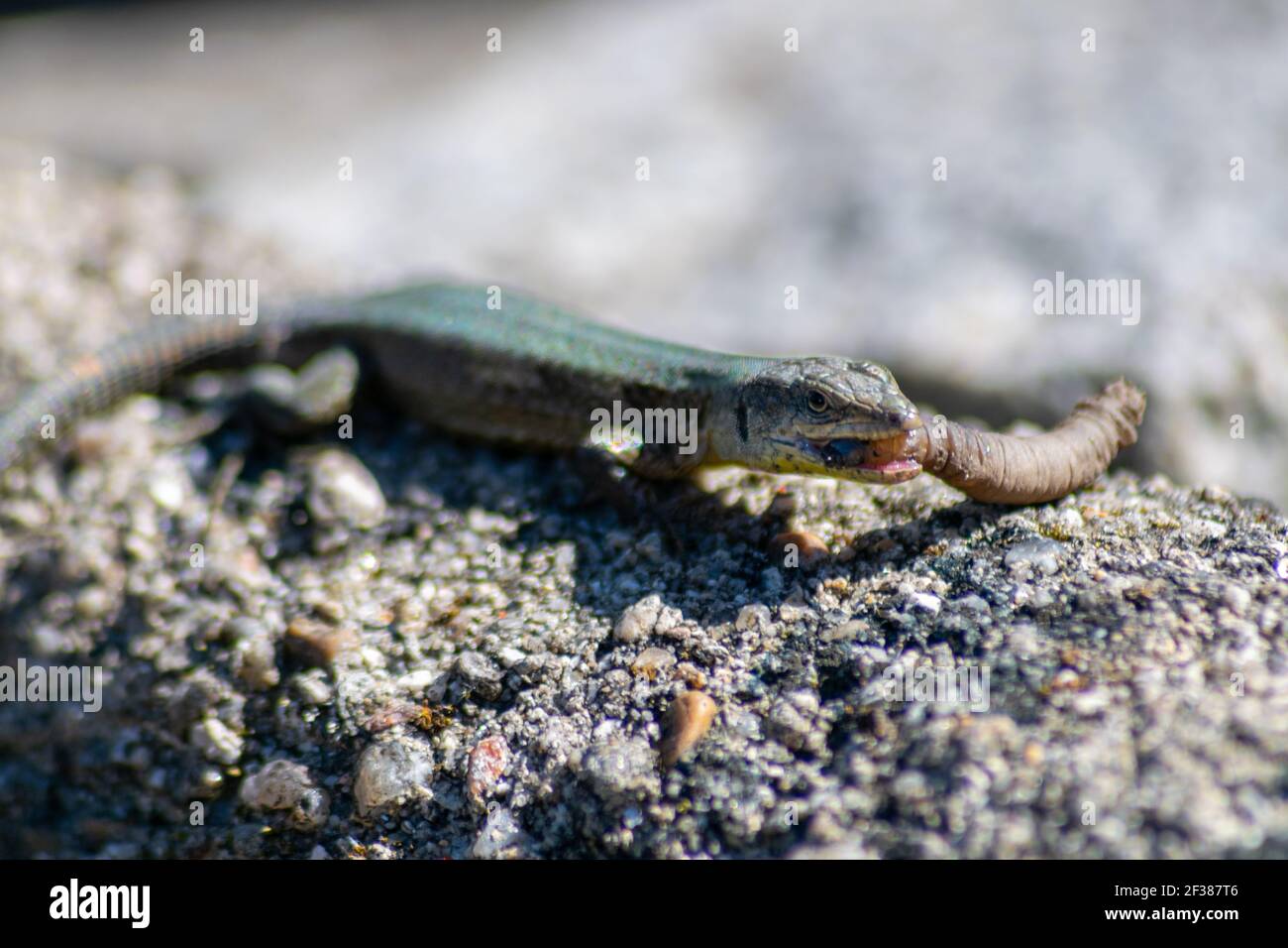 European Lizard with worms in the mouth, lagartixa portuguesa, great pest controller against worms and insects Stock Photo