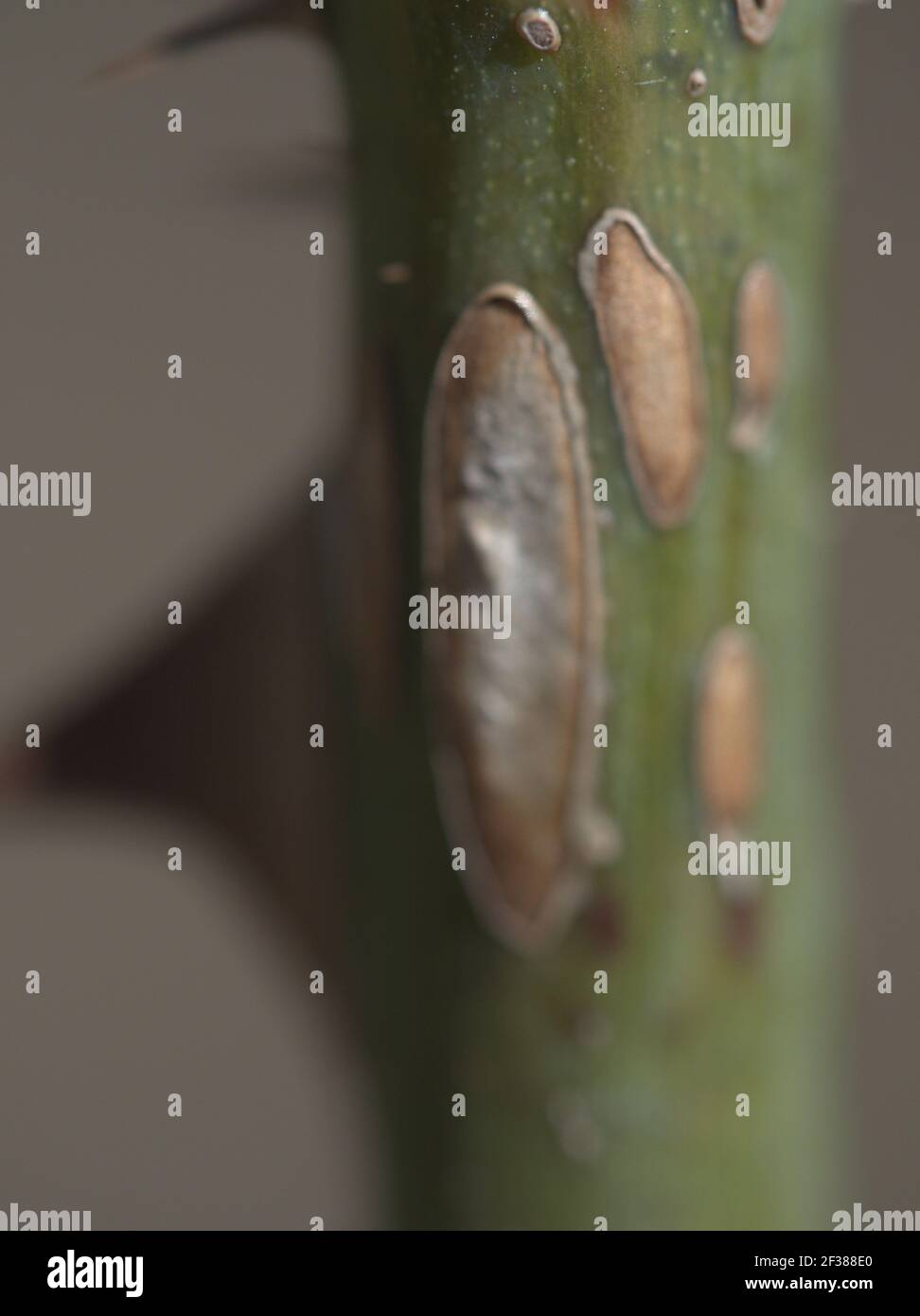 Macro of Rose stem with thorns Stock Photo