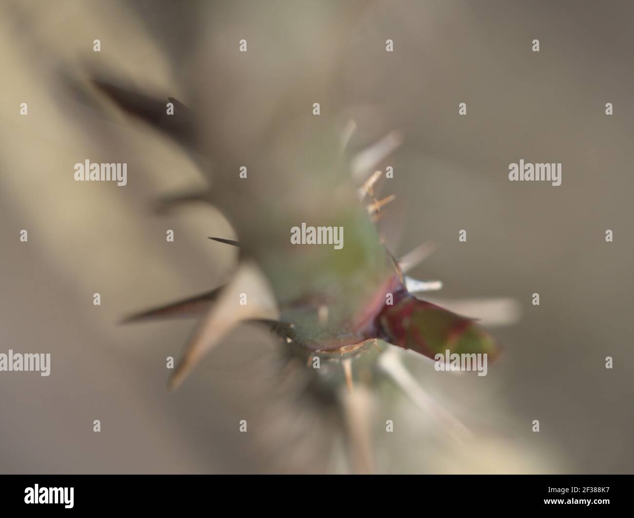 Macro of Rose stem with thorns Stock Photo