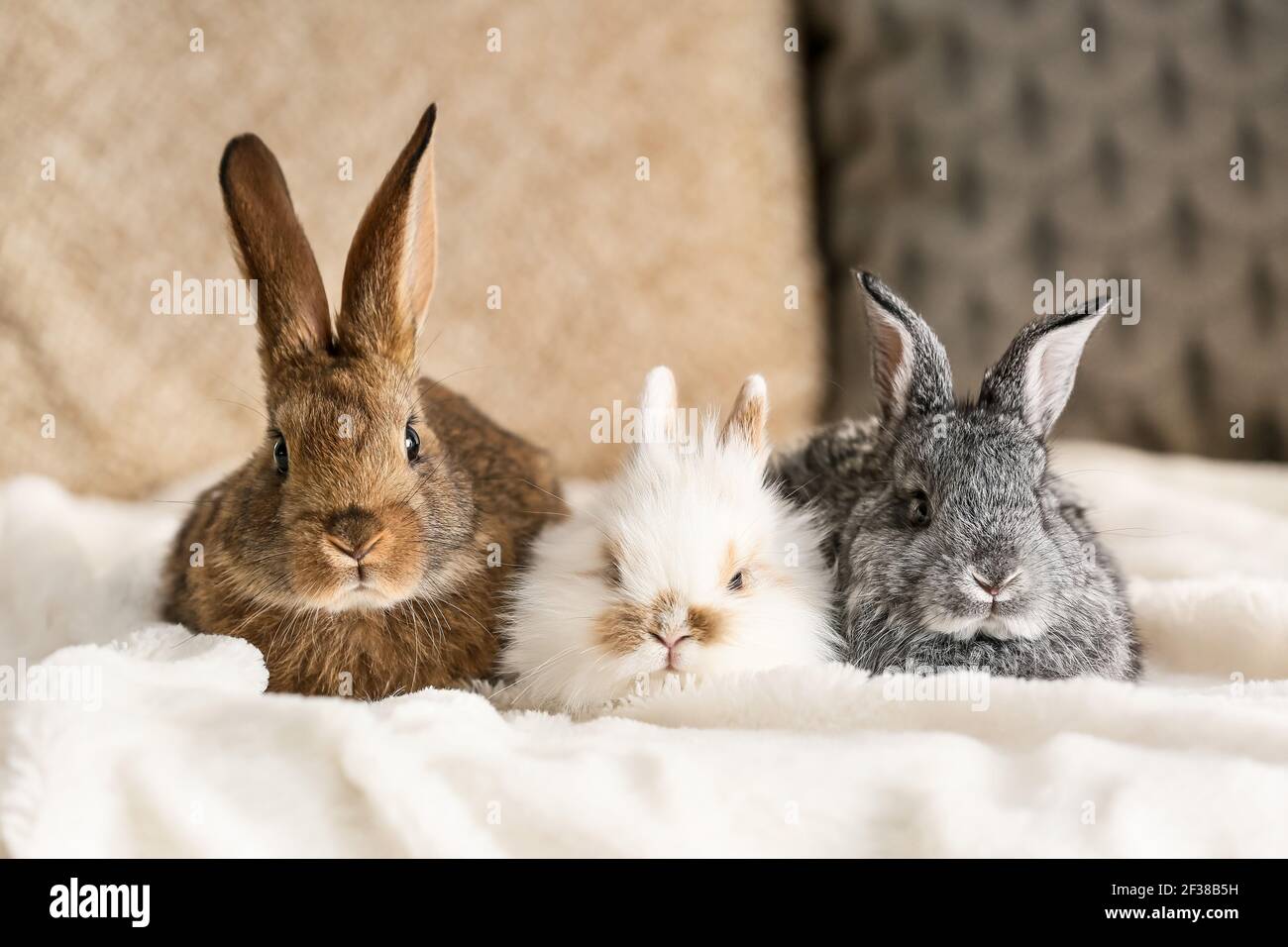 Uk Rabbit Cute Cute fluffy rabbits on bed Stock Photo - Alamy