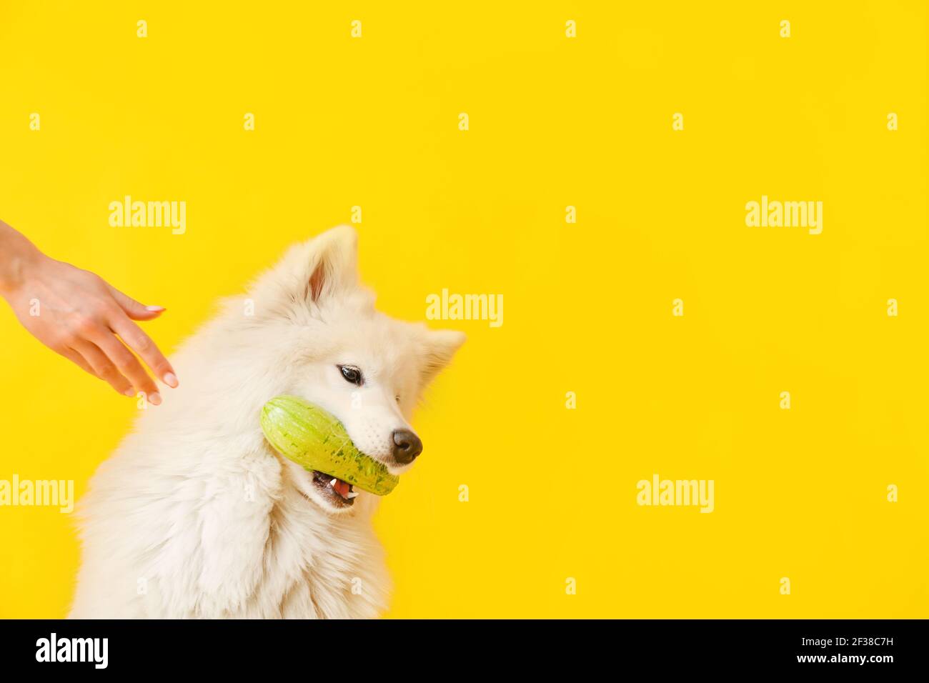 samoyed raw diet