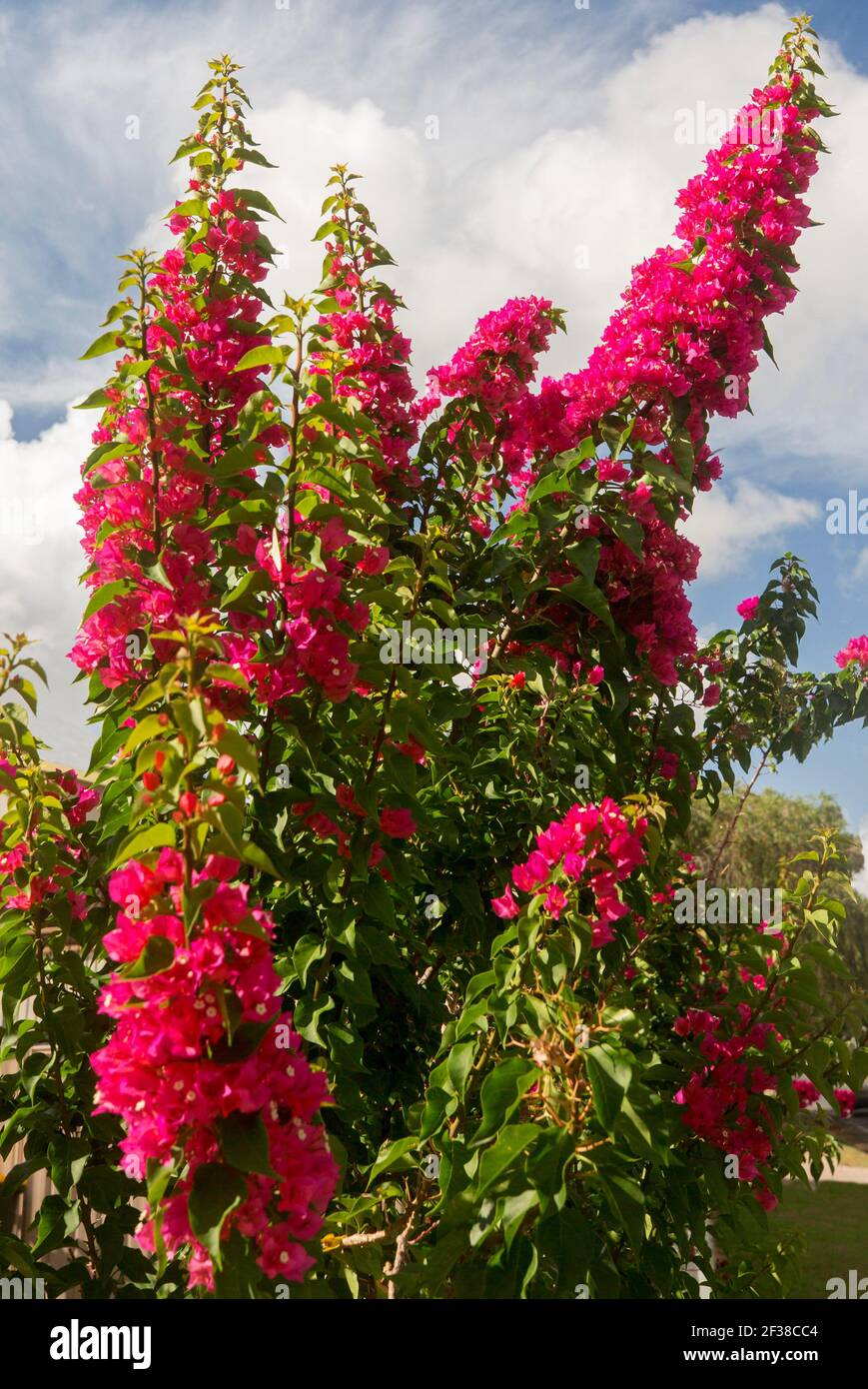 Bougainvillea 'Smartie Pants' with spikes of bright red flower bracts and dark green foliage against background of blue sky Stock Photo