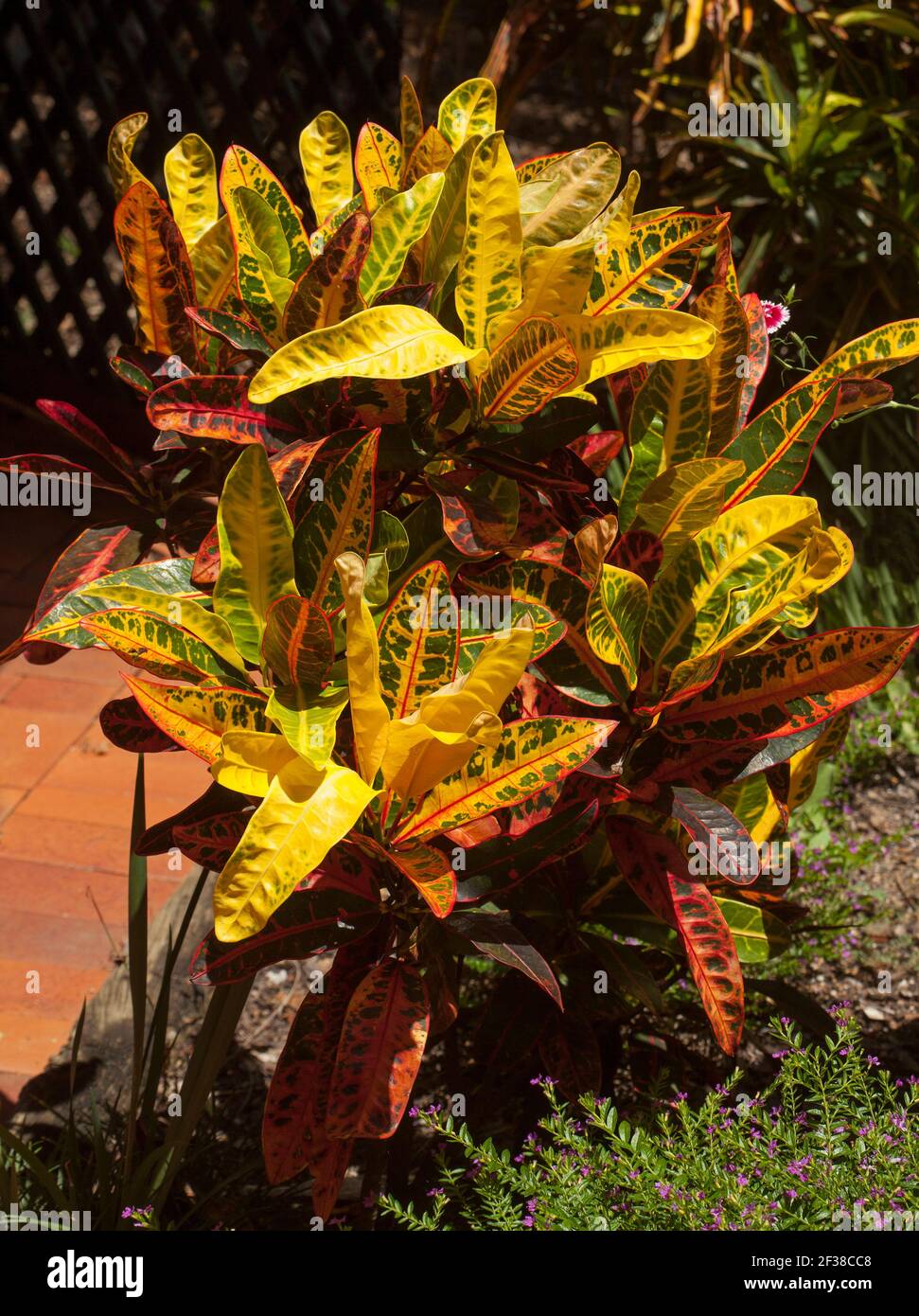 Croton, Codiaeum variegatum, an evergreen shrub with colourful red, yellow and green variegated foliage Stock Photo