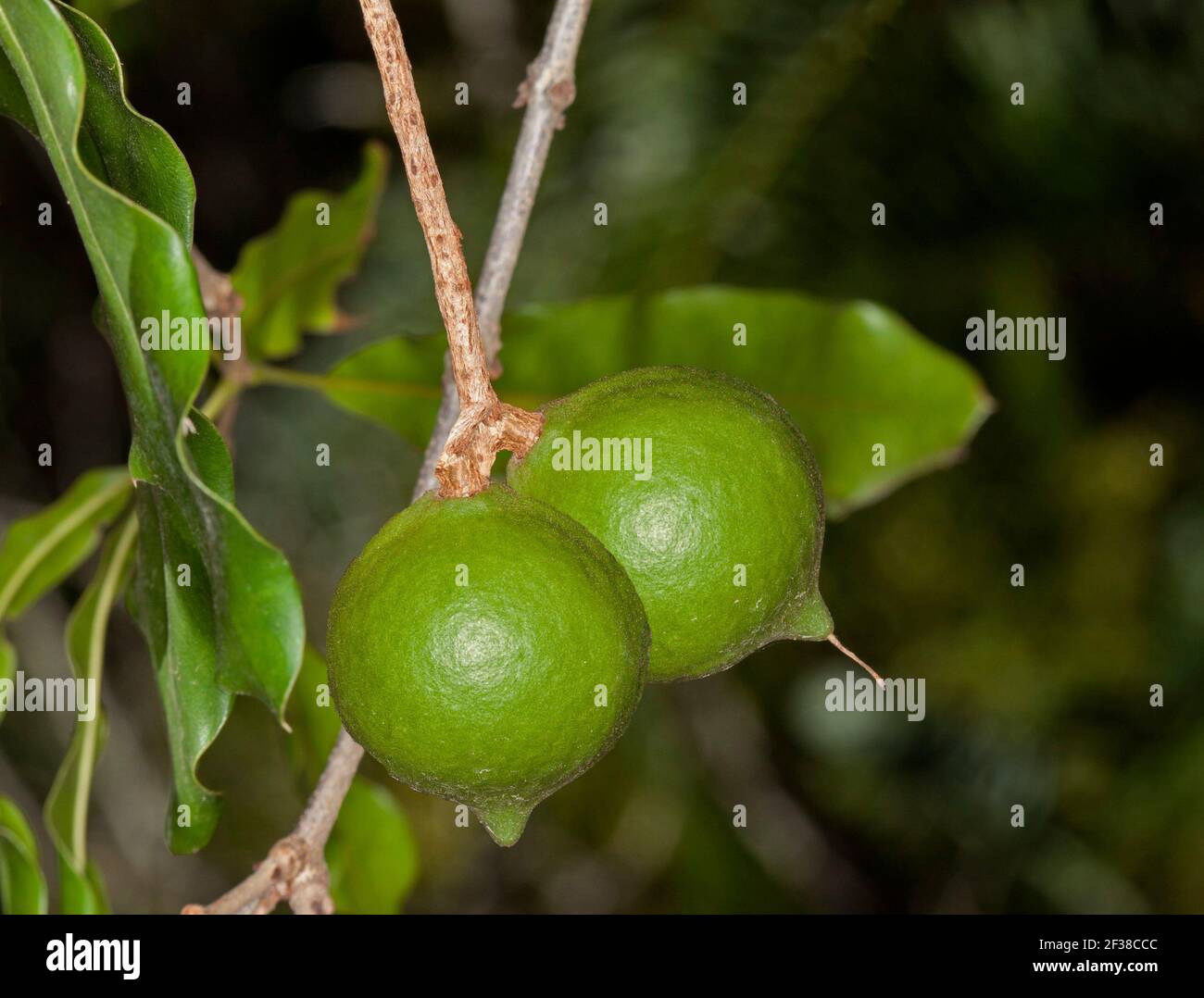 Macadamia nuts growing against background of green leaves of Australian native tree, Macadamia integrifolia Stock Photo