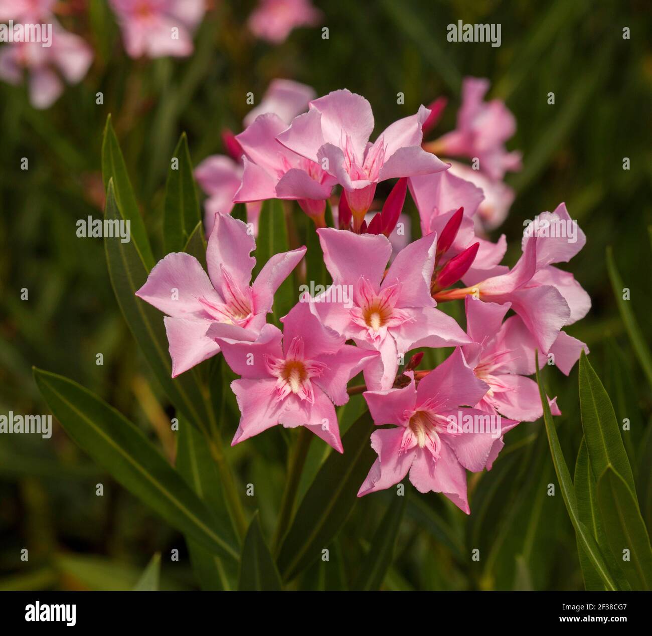 Cluster of beautiful pink flowers of evergreen shrub, Nerium oleander, poisonous plant, on background of dark green leaves Stock Photo